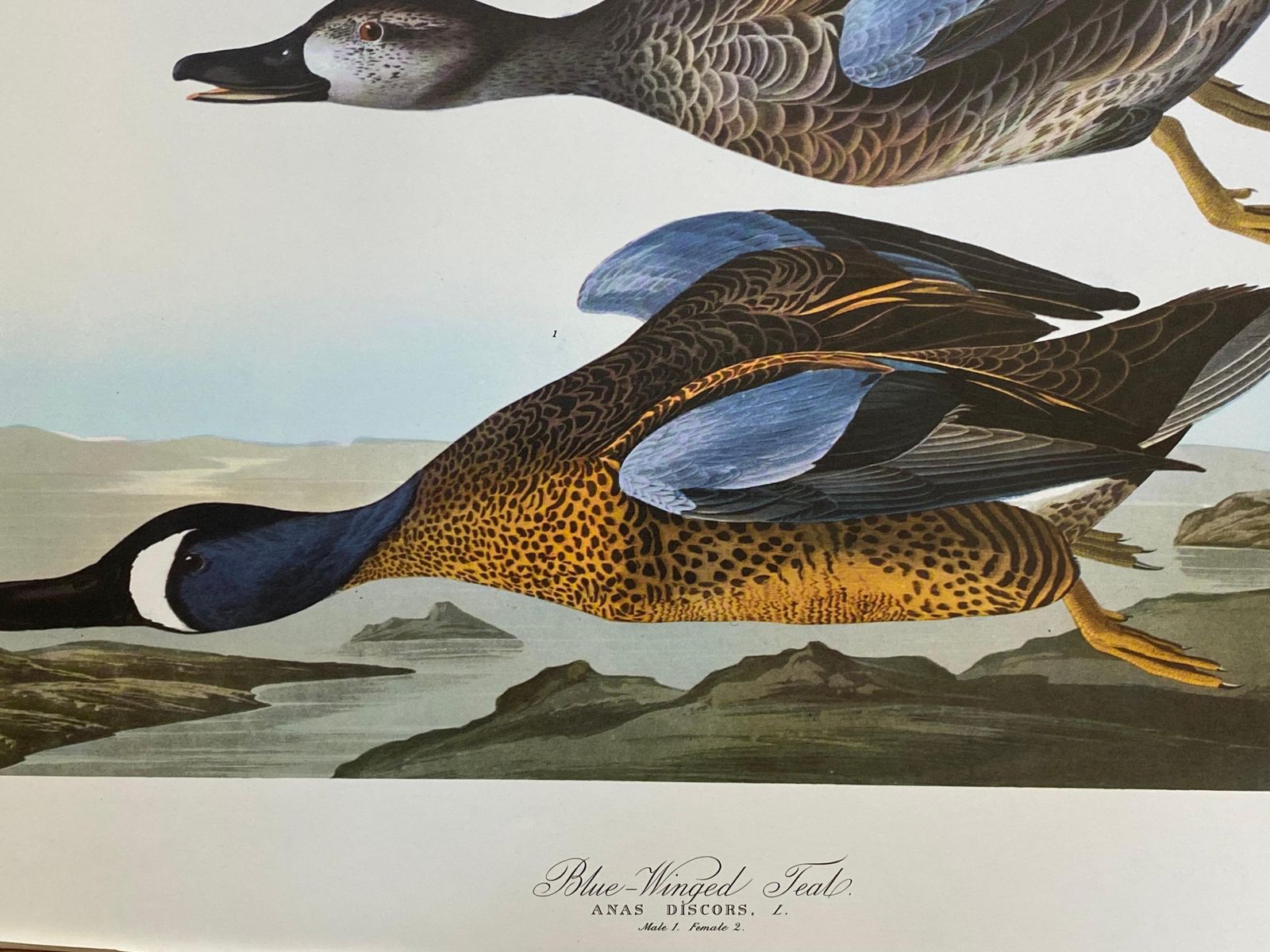 Unknownlarge Classical Bird Color Print After John James Audubon, Blue Winged Teal20th Century photo Art