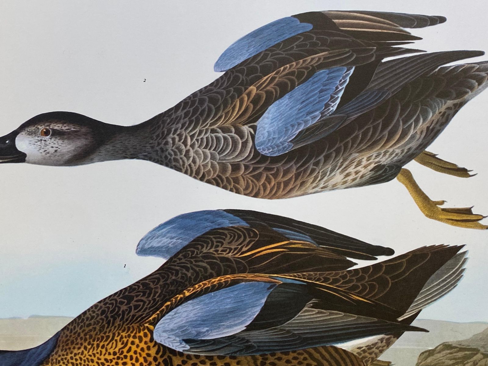 Unknownlarge Classical Bird Color Print After John James Audubon, Blue Winged Teal20th Century photo 135.0