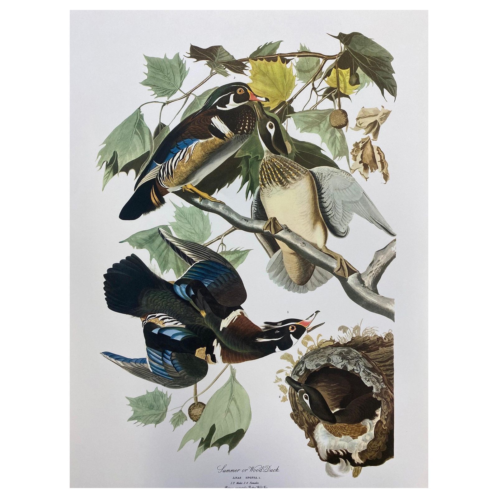Unknownlarge Classical Bird Color Print After John James Audubon, Summer Or Woodduck20th Century