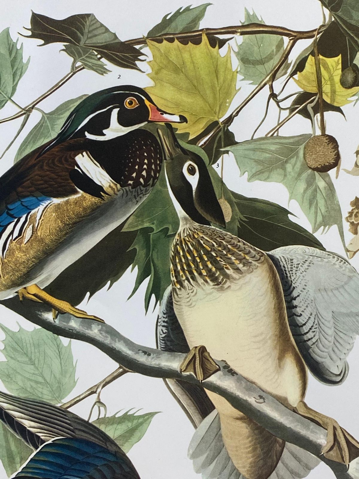 Unknownlarge Classical Bird Color Print After John James Audubon, Summer Or Woodduck20th Century photo Art