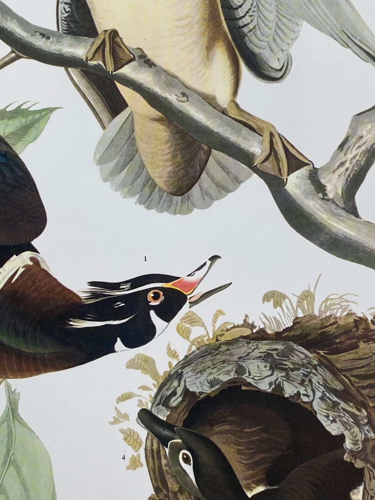 Unknownlarge Classical Bird Color Print After John James Audubon, Summer Or Woodduck20th Century photo 138.0