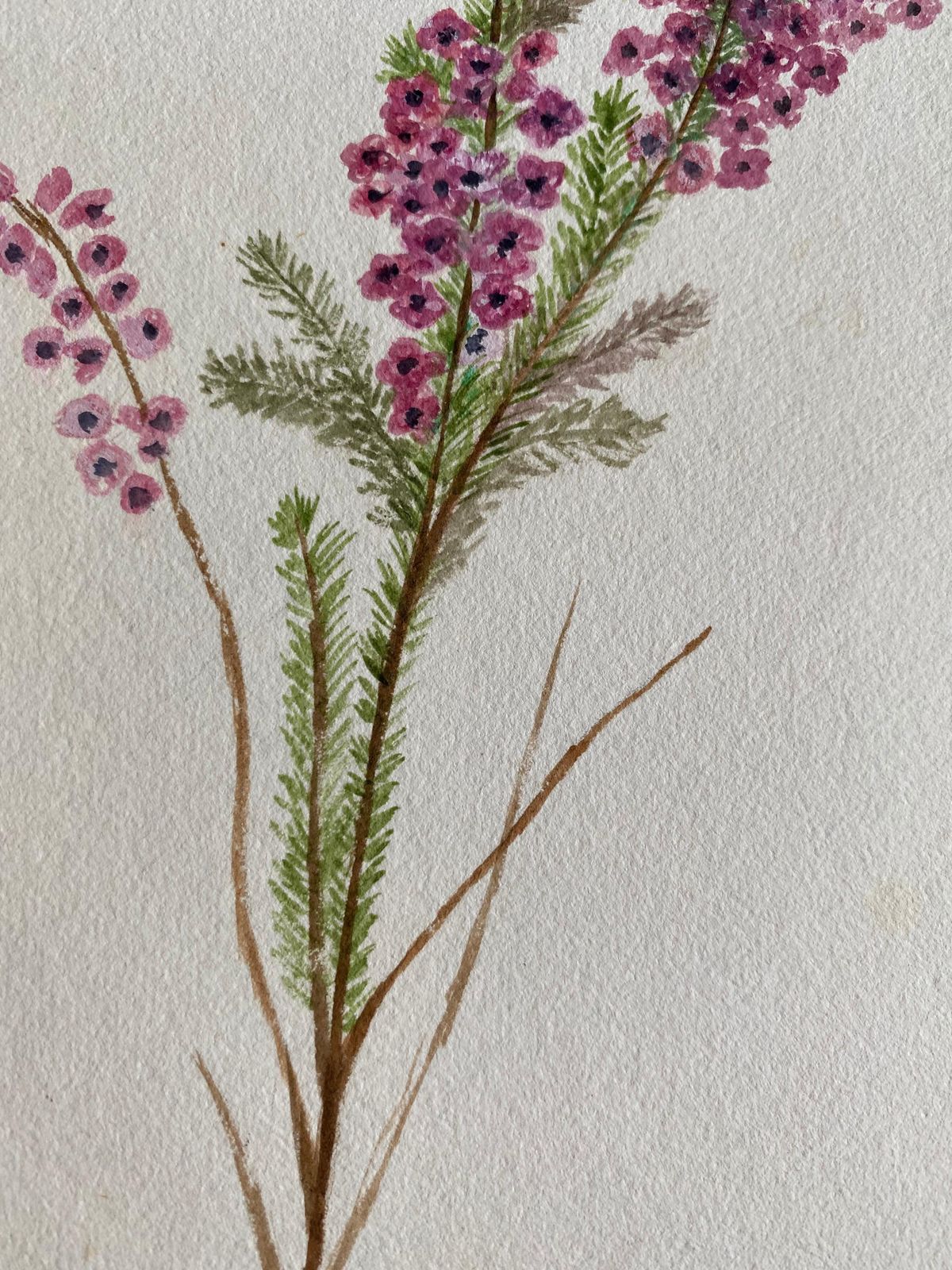 Unknownfine Antique British Botannical Watercolour Painting, Circa 1900'scirca 1900s photo for sale
