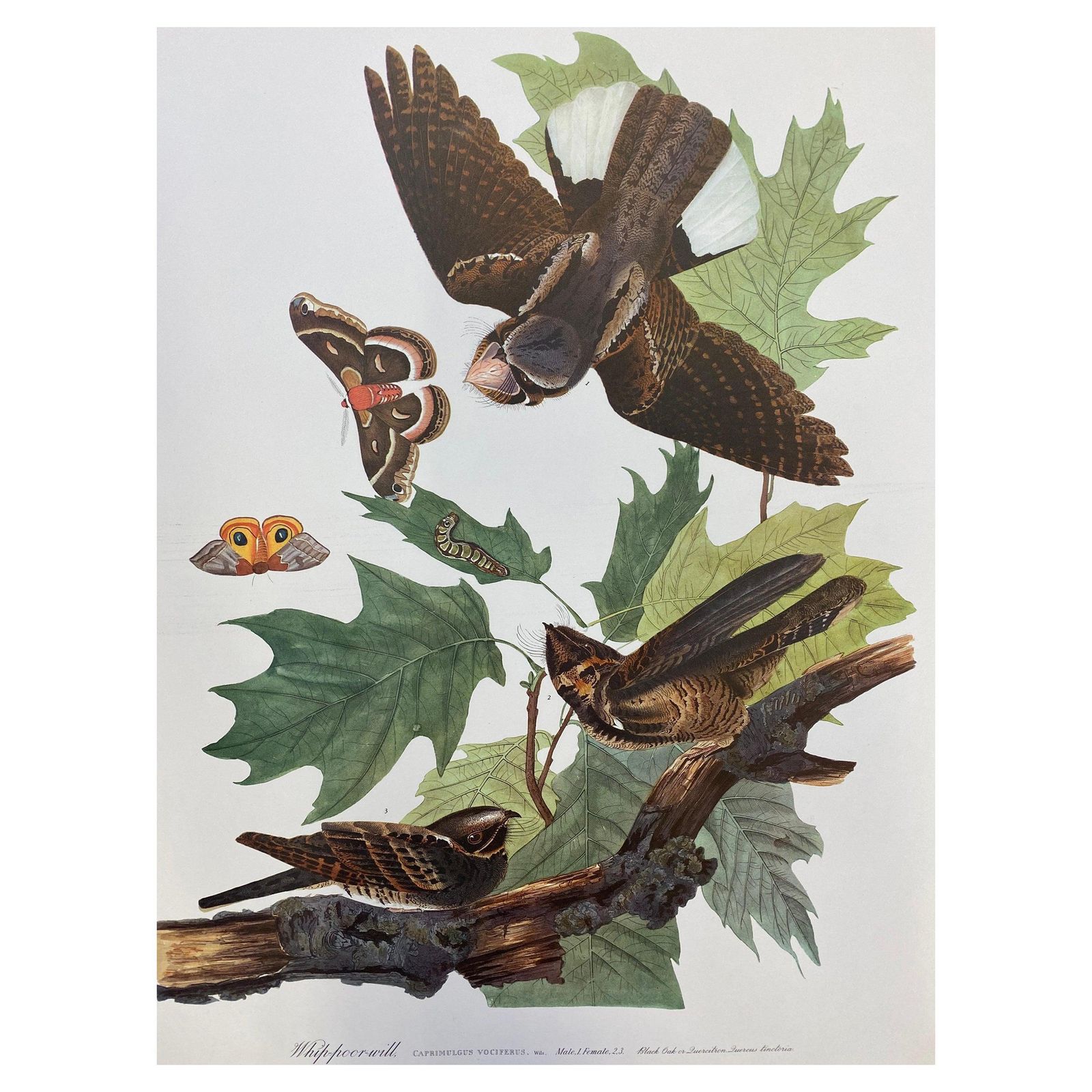 Unknownlarge Classical Bird Color Print After John James Audubon, Brown Pelican20th Century