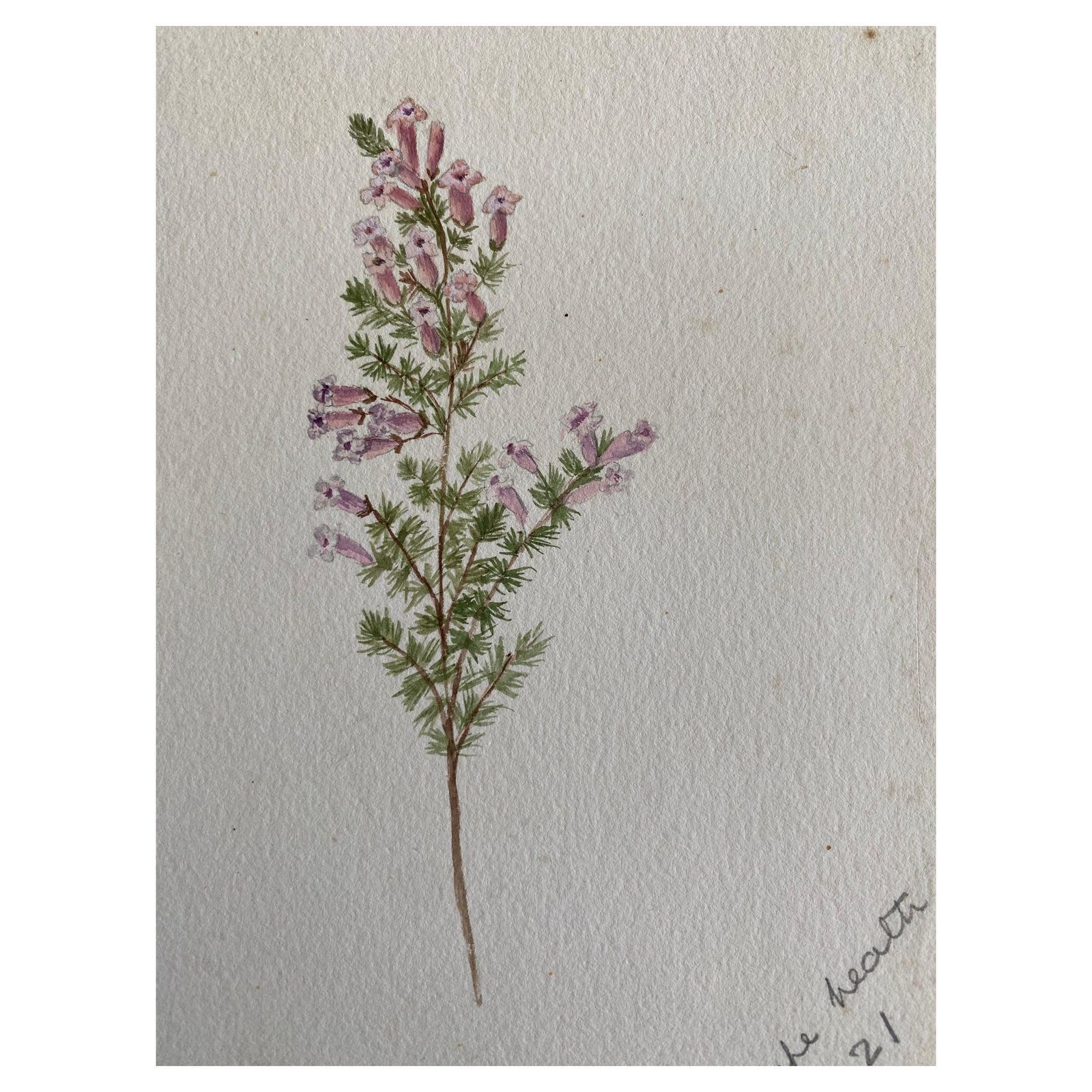 Unknownfine Antique British Botannical Watercolour Painting, Circa 1900'scirca 1900s