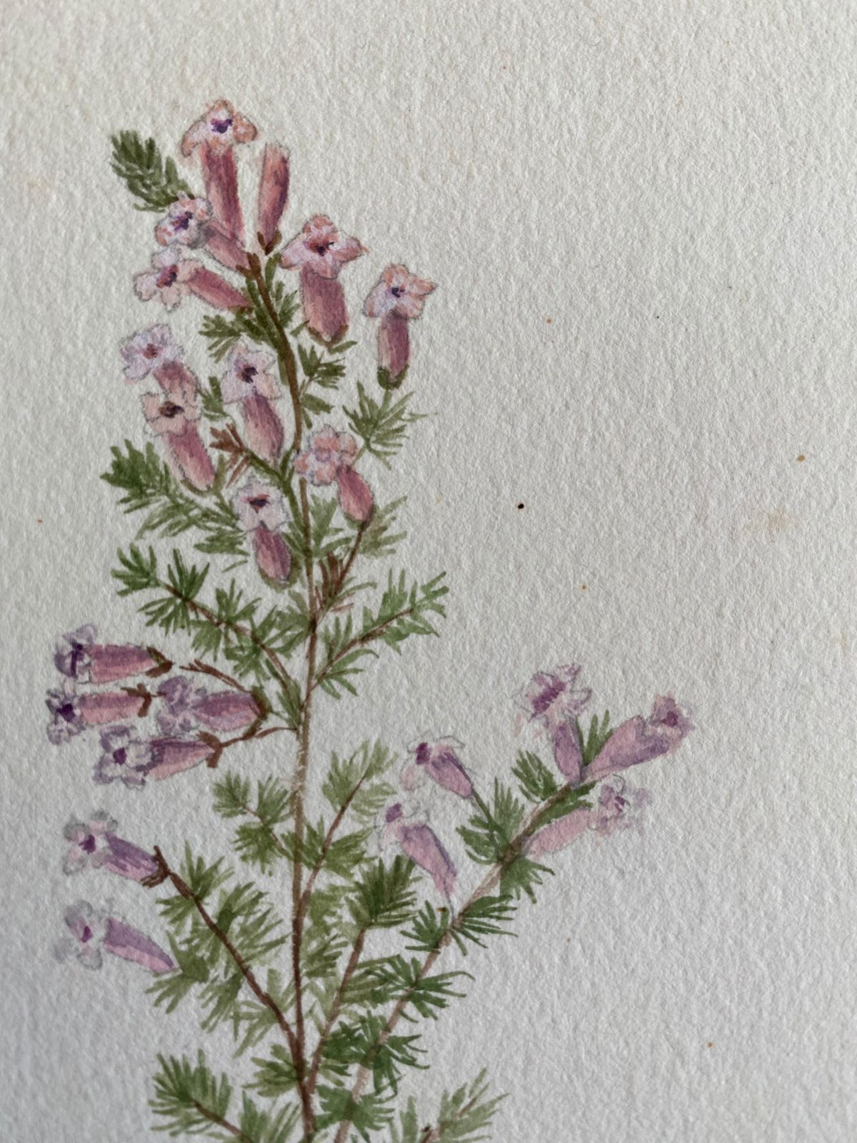 Unknownfine Antique British Botannical Watercolour Painting, Circa 1900'scirca 1900s photo for sale