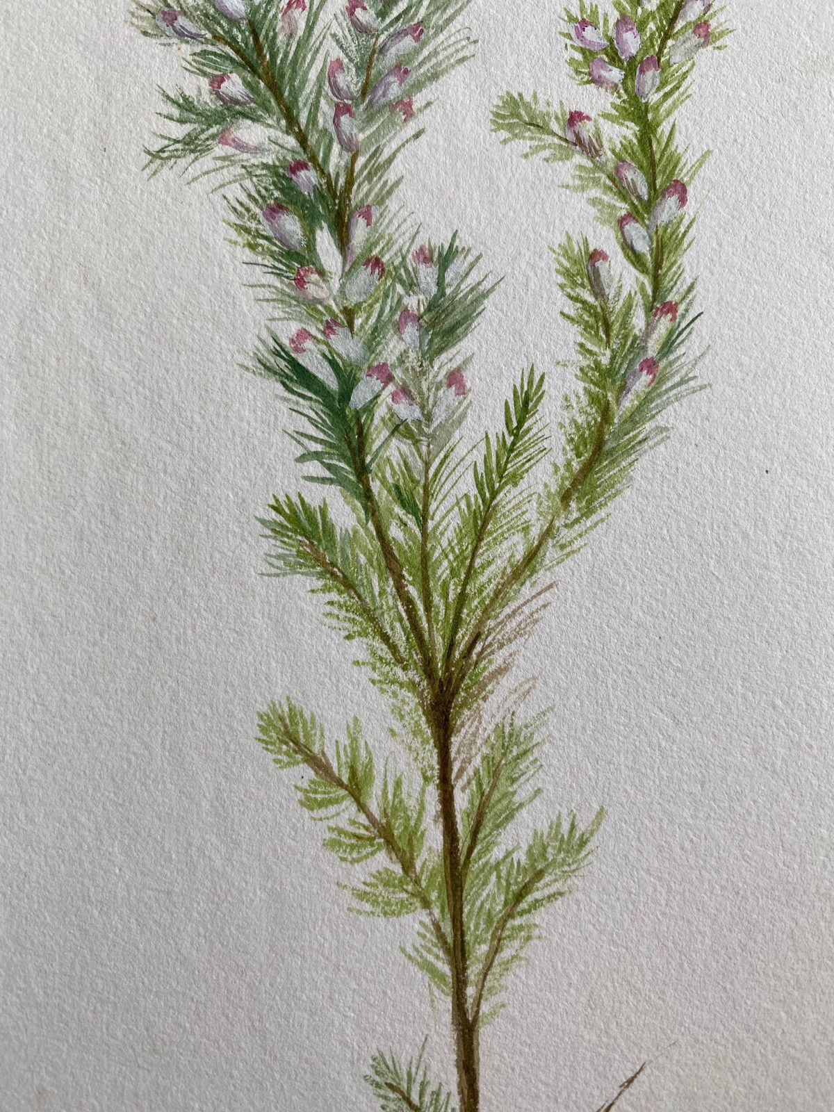 Unknownfine Antique British Botannical Watercolour Painting, Circa 1900'scirca 1900s photo for sale
