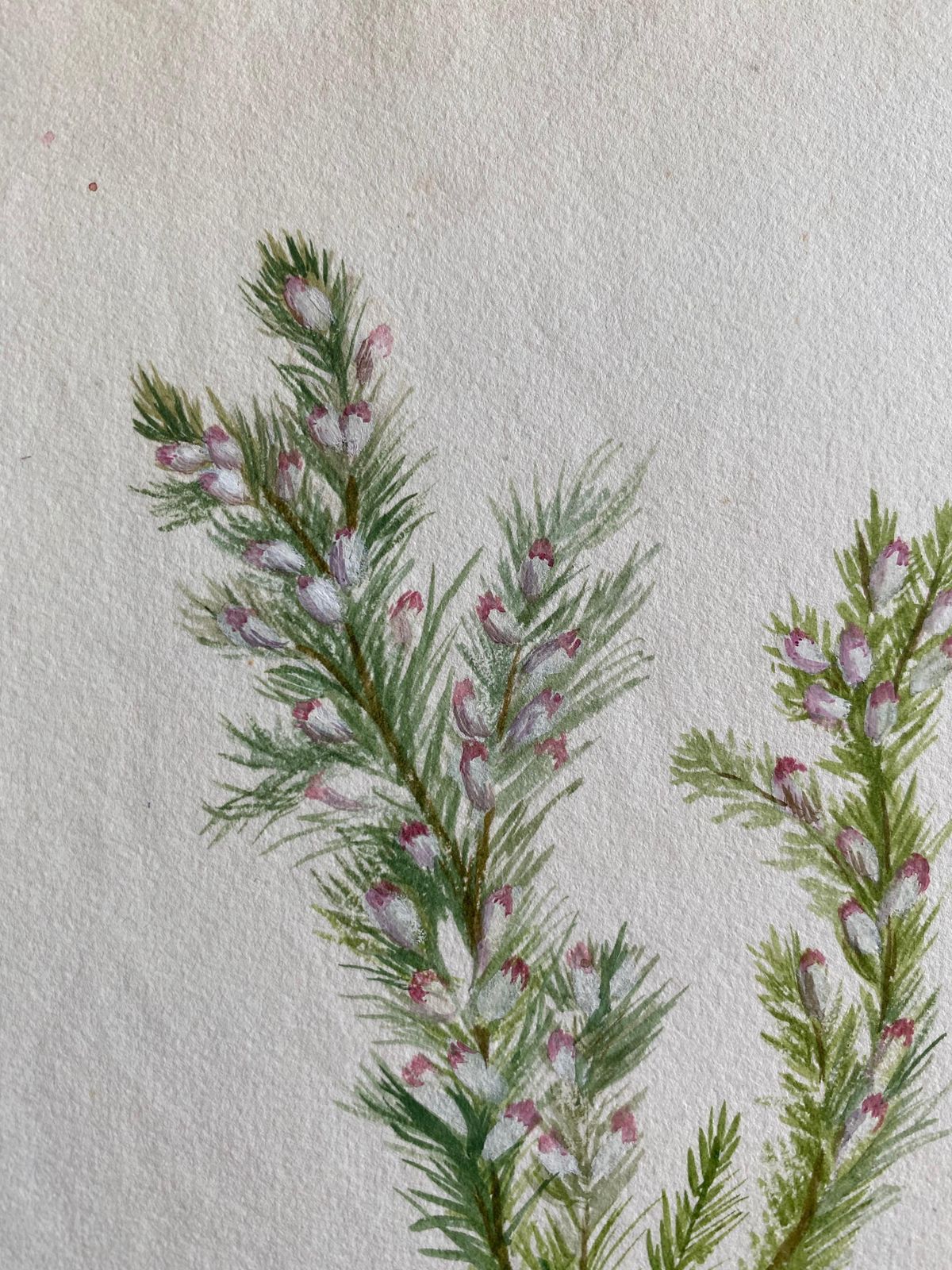 Unknownfine Antique British Botannical Watercolour Painting, Circa 1900'scirca 1900s photo 148.0