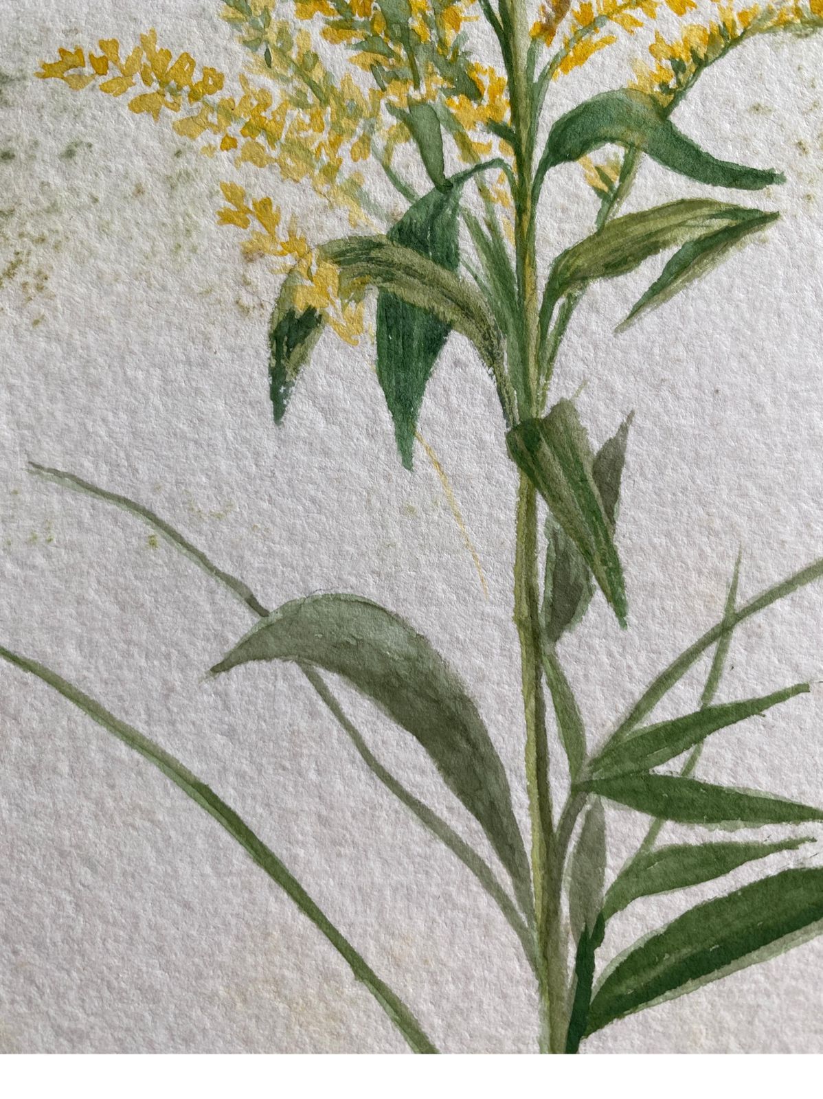 Unknownfine Antique British Botannical Watercolour Painting, Circa 1900's, Yellowscirca 1900s photo for sale
