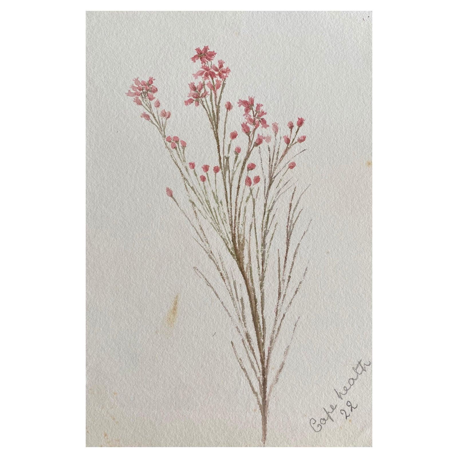 Unknownfine Antique British Botannical Watercolour Painting, Circa 1900'scirca 1900s