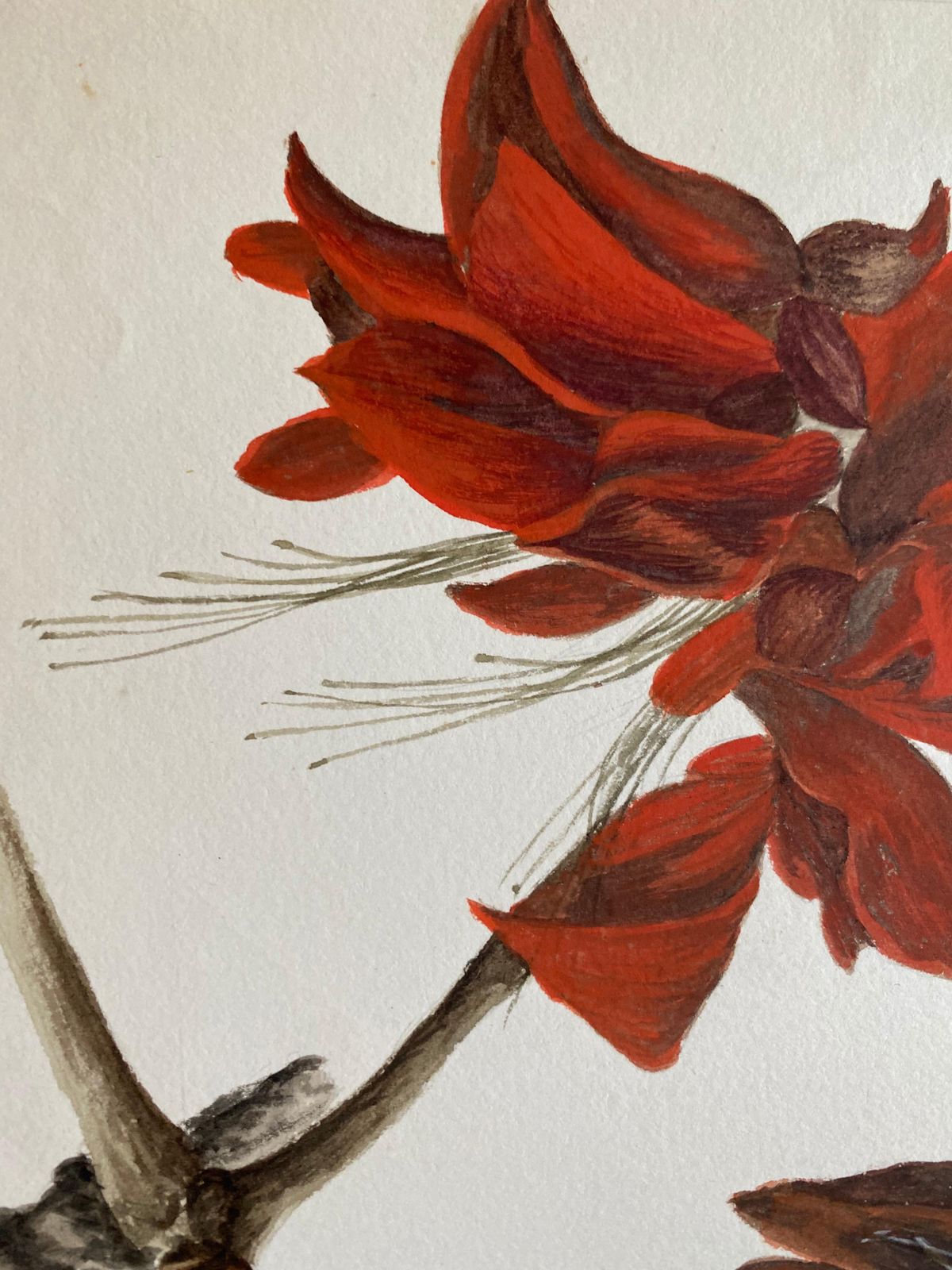 Unknownfine Antique British Botannical Watercolour Painting, Circa 1900's Red Flowercirca 1900s photo 198.0