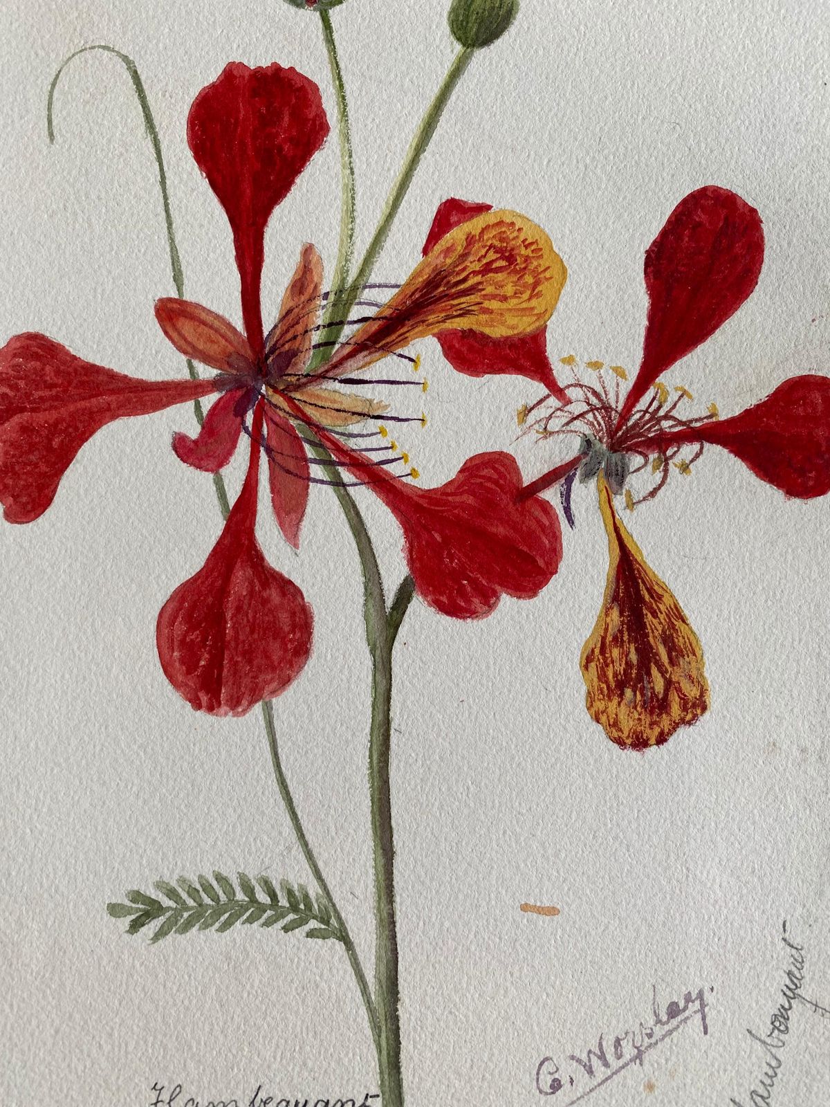 Unknownfine Antique British Botannical Watercolour Painting, Circa 1900's Red Flowerscirca 1900s photo furniture