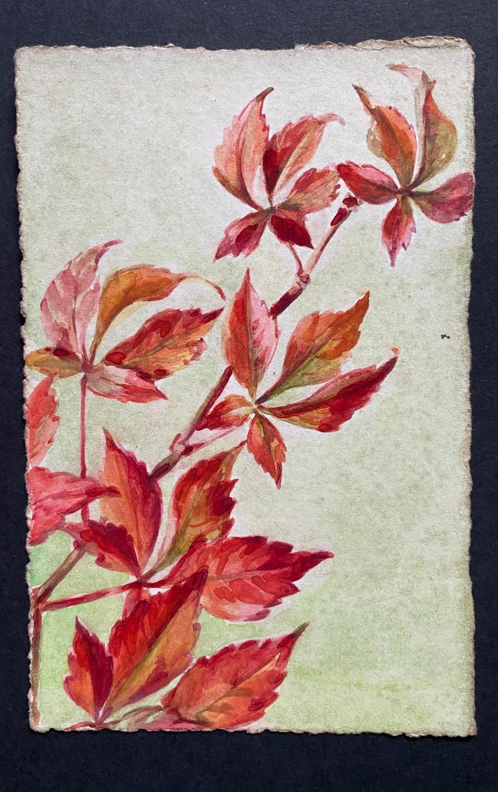 Unknownearly 1900's French Impressionist Signed Flower Watercolours Marie Carreaucirca 1900s photo for sale