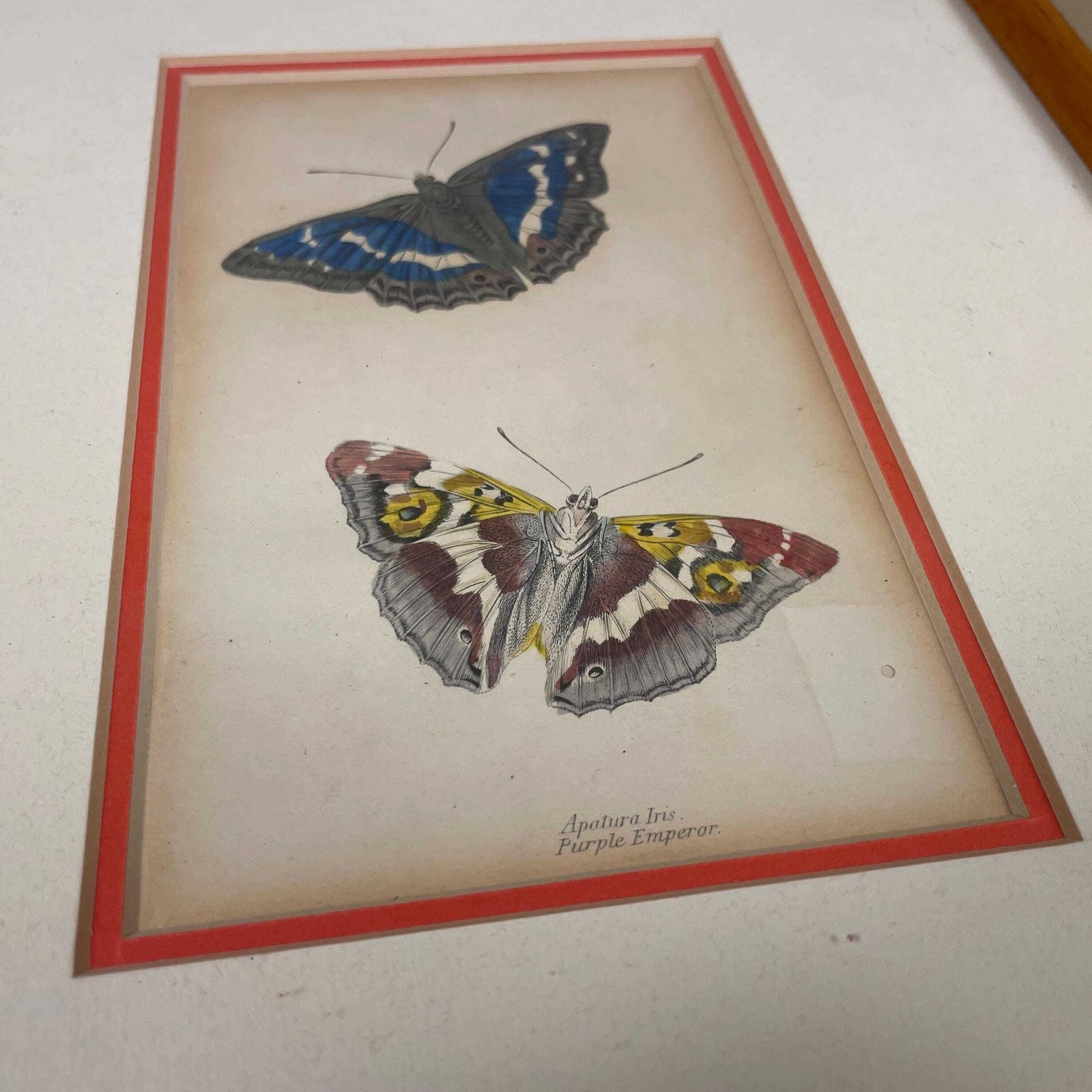 Antiquarian Hand Coloured Butterfly Print/Original C.1835 Jardine Naturalists Library Framed From Old Book Scientific Illustration photo Art