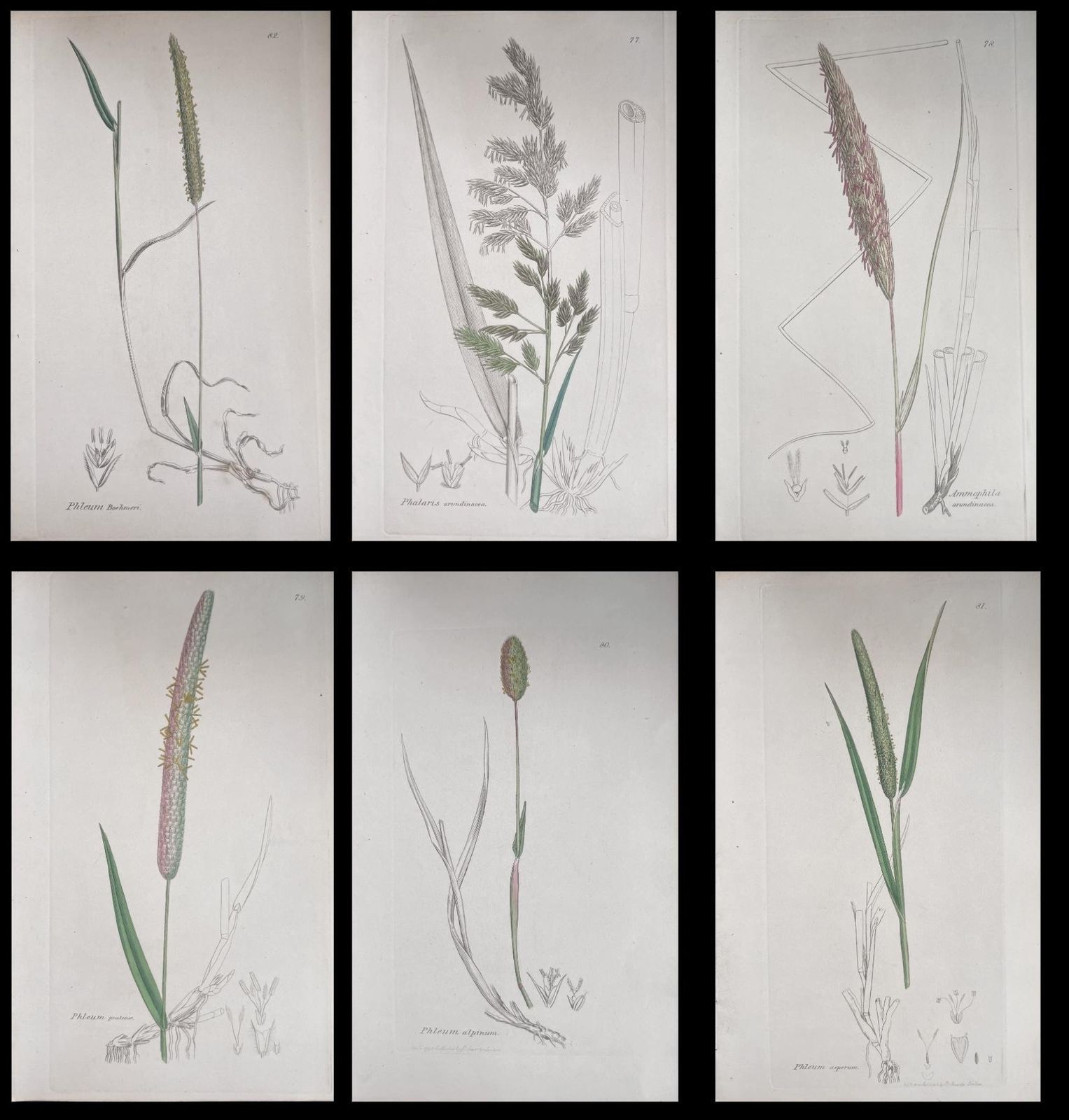 Set Of Six Fine Antique British Hand Coloured Botanical Prints Circa 1900's