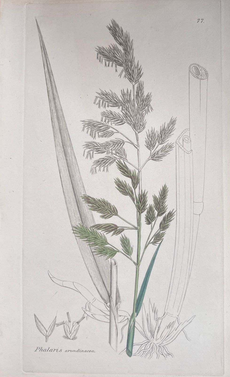 Set Of Six Fine Antique British Hand Coloured Botanical Prints Circa 1900's photo buy