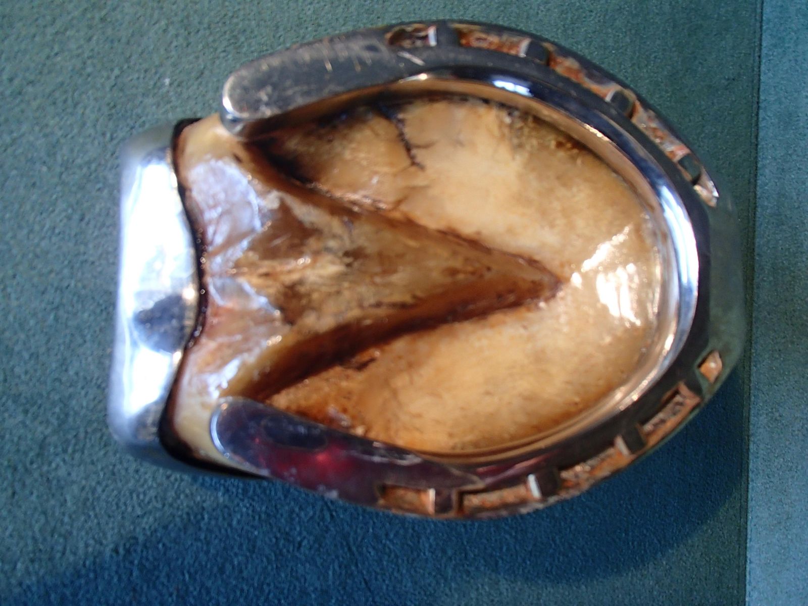 Modern Ashtray Made Of A Real Horse Foot With Metal And photo for sale