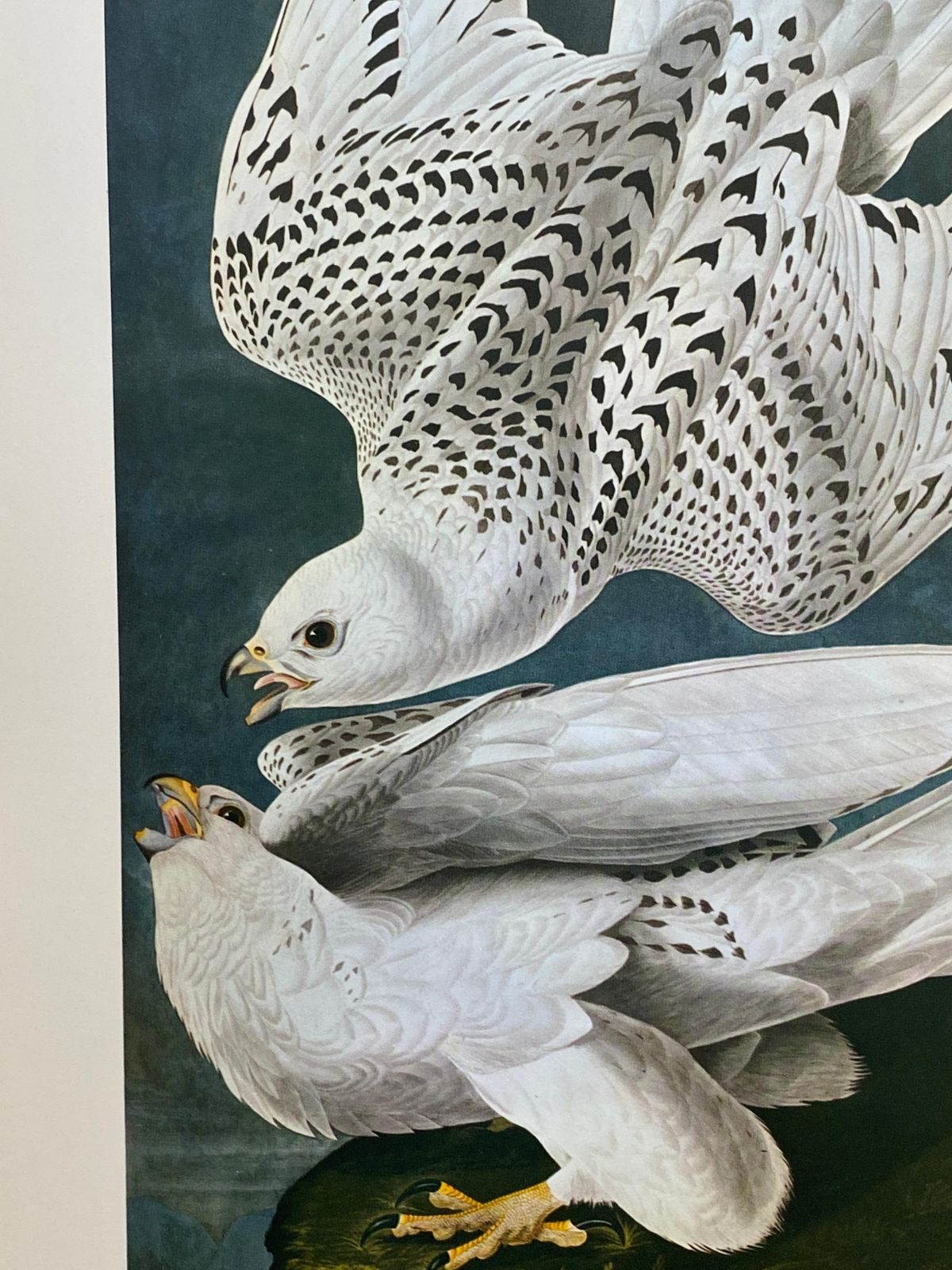 Unknown Large Classical Bird Color Print After John James Audubon  Iceland Or Ler Falcon 20th Century photo for sale