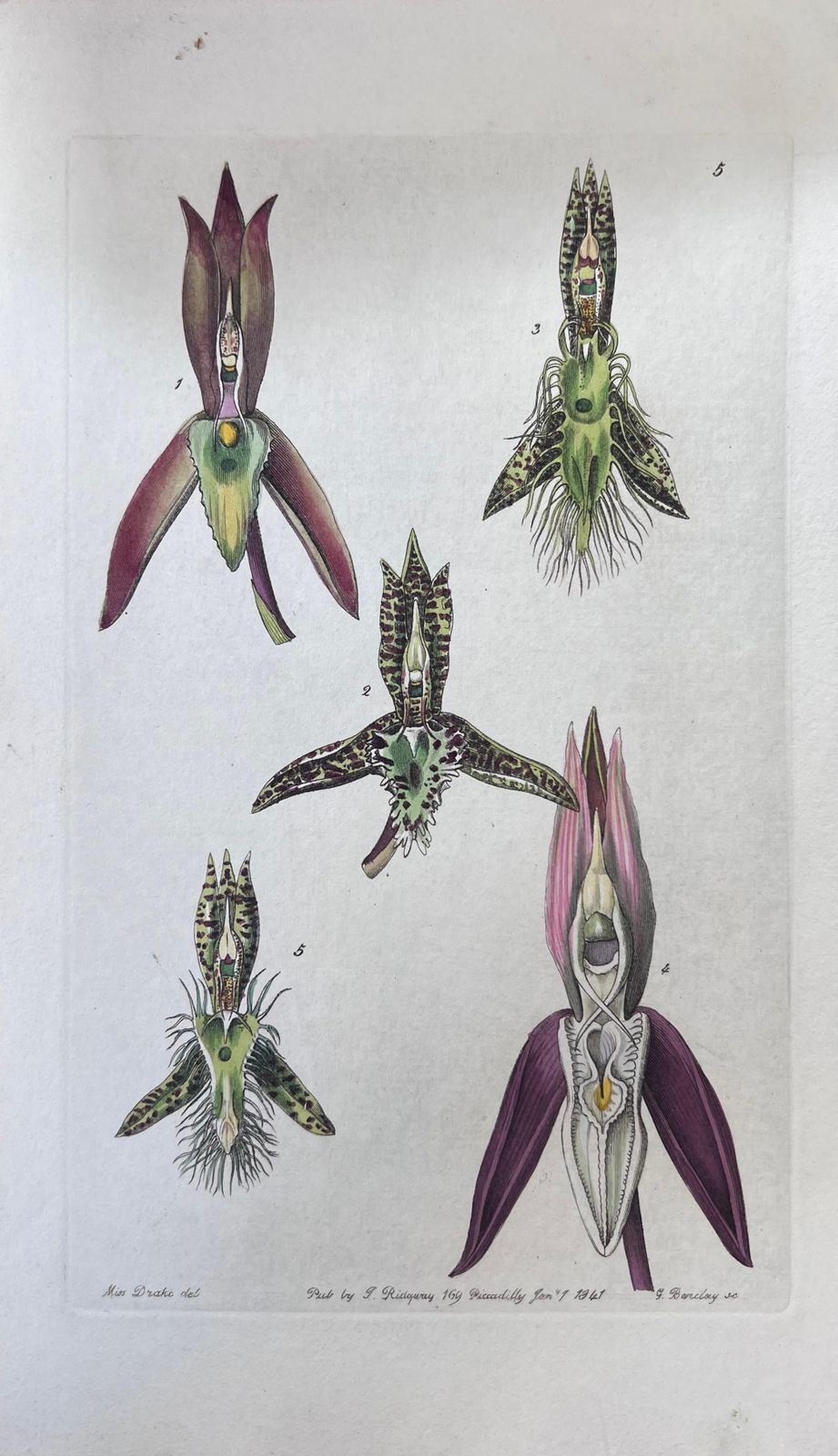 Set Of Six Fine Antique British Hand Coloured Botanical Prints Circa 1900's photo vinterior