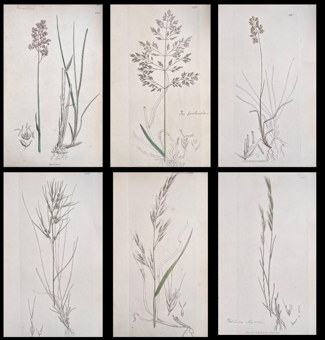 Unknown Set Of Six Fine Antique British Hand Coloured Botanical Prints, Circa 1900's Early Mid 19th Century