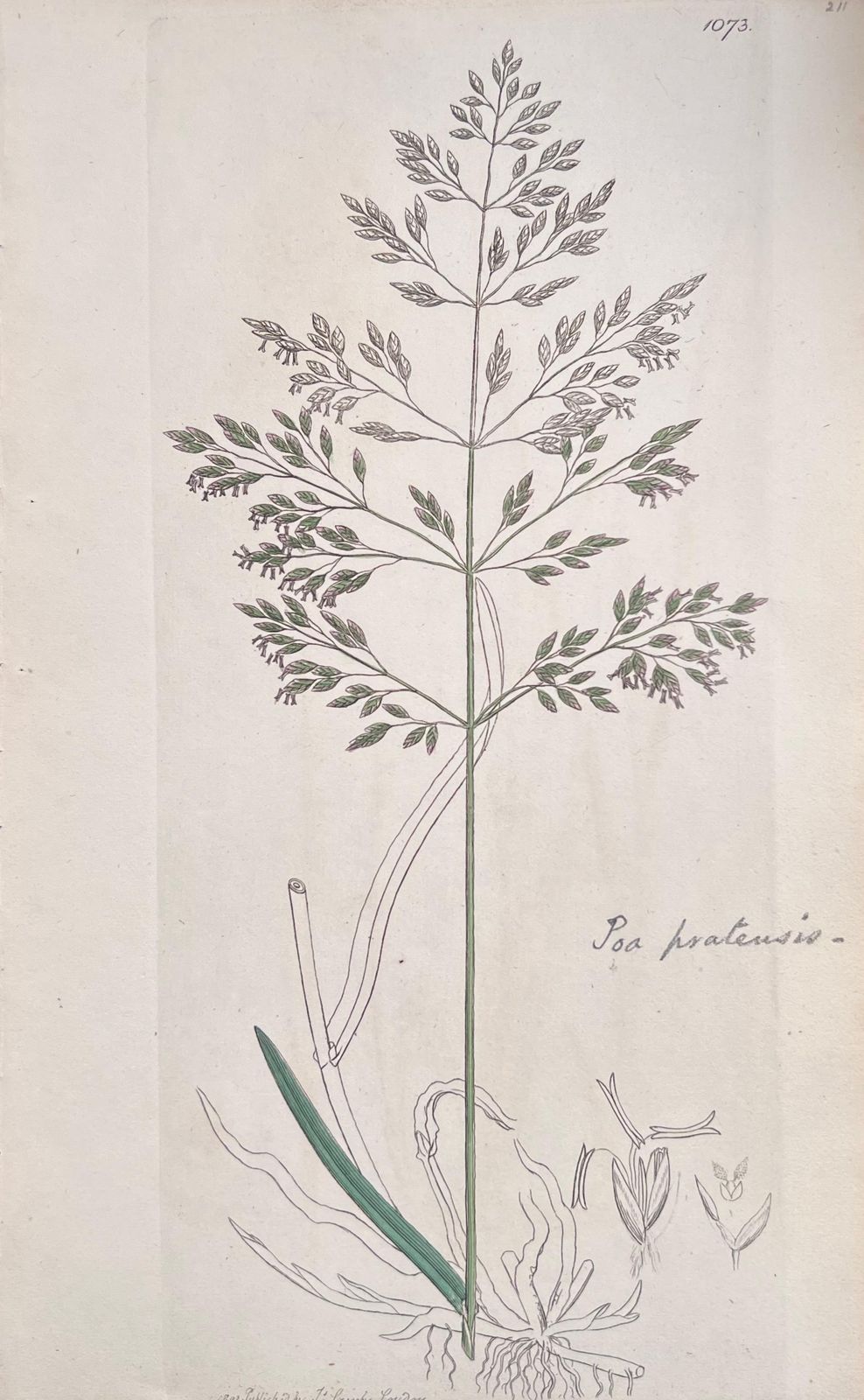 Unknown Set Of Six Fine Antique British Hand Coloured Botanical Prints, Circa 1900's Early Mid 19th Century photo vinterior