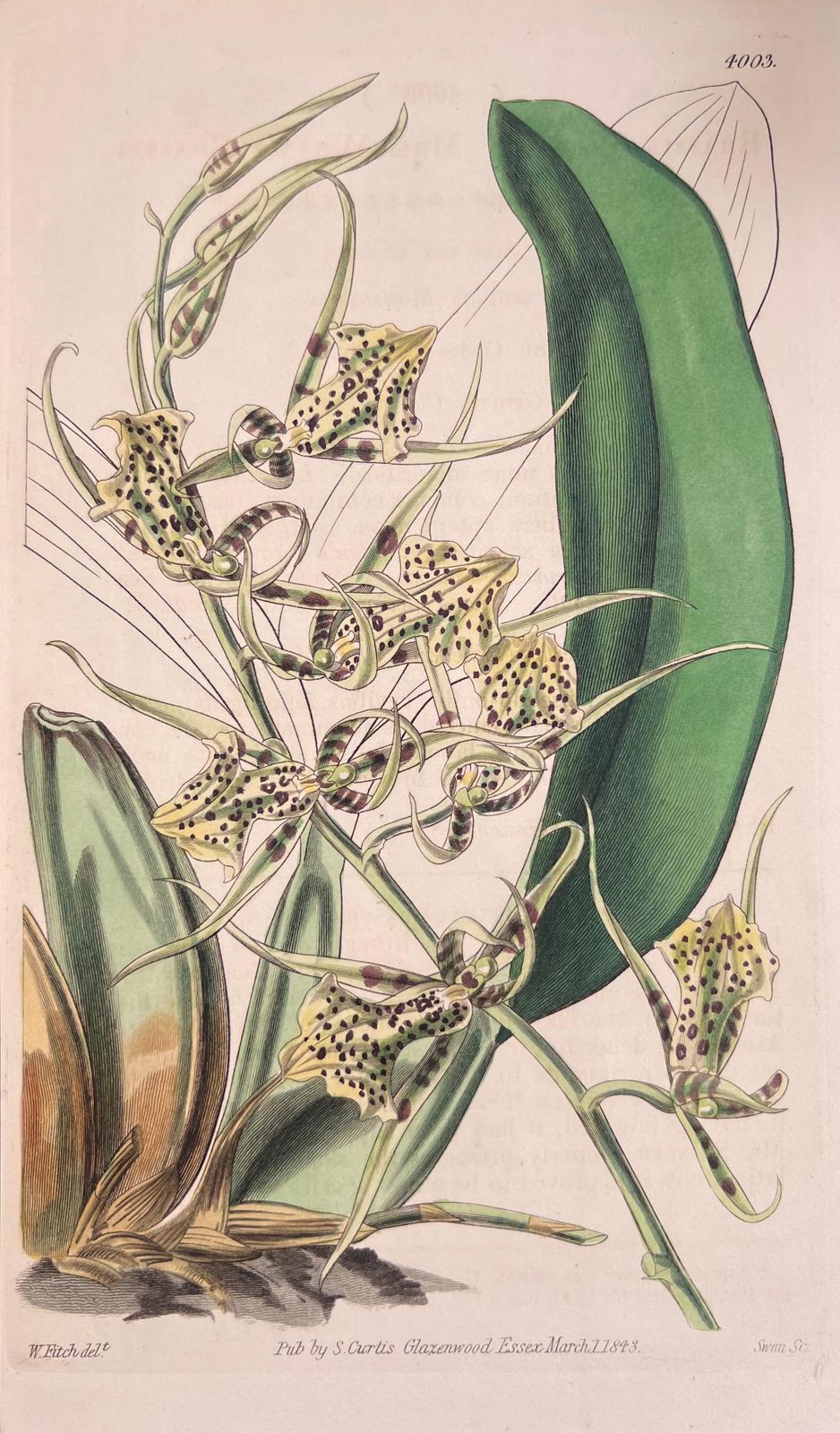 Unknown Set Of Six Fine Antique British Hand Coloured Botanical Prints, Circa 1900's Early Mid 19th Century photo vinterior