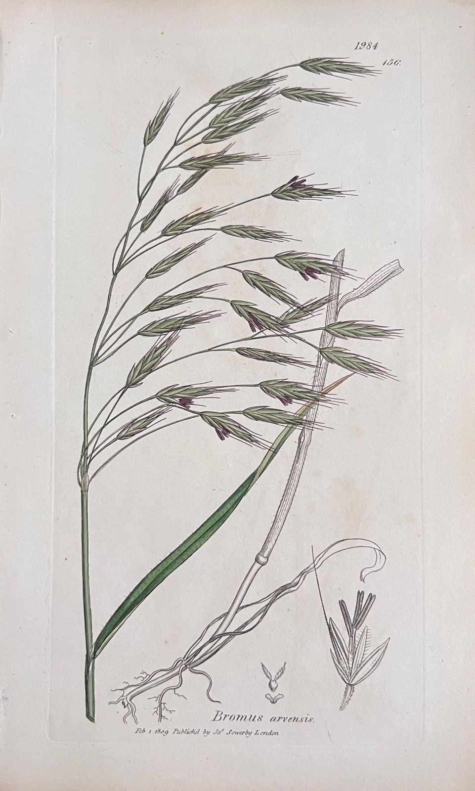 Unknown Set Of Six Fine Antique British Hand Coloured Botanical Prints, Circa 1900's Early Mid 19th Century photo for sale