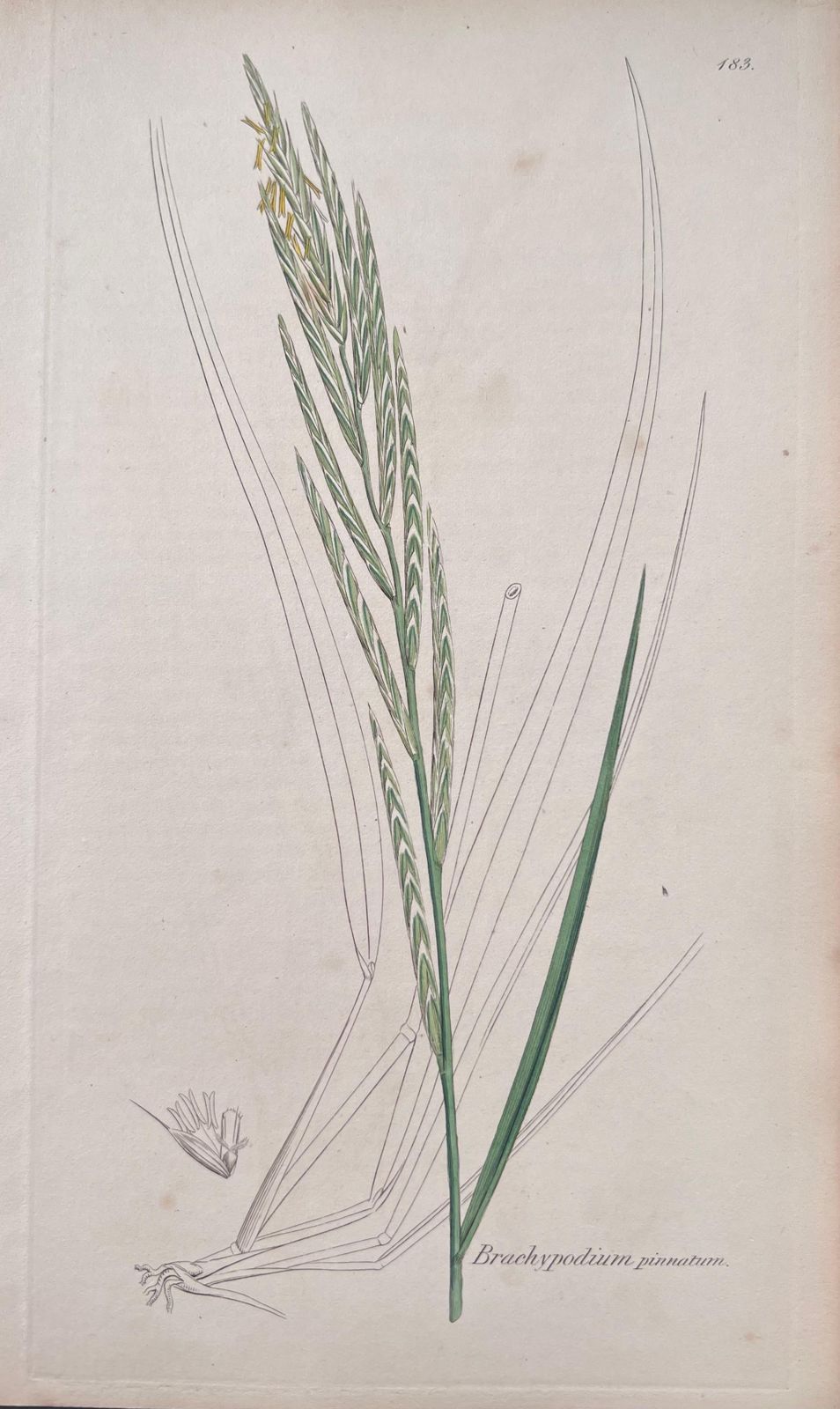 Unknown Set Of Six Fine Antique British Hand Coloured Botanical Prints, Circa 1900's Early Mid 19th Century photo vinterior