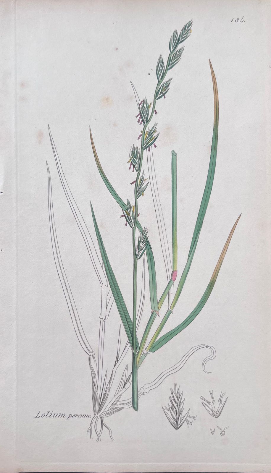 Unknown Set Of Six Fine Antique British Hand Coloured Botanical Prints, Circa 1900's Early Mid 19th Century photo buy