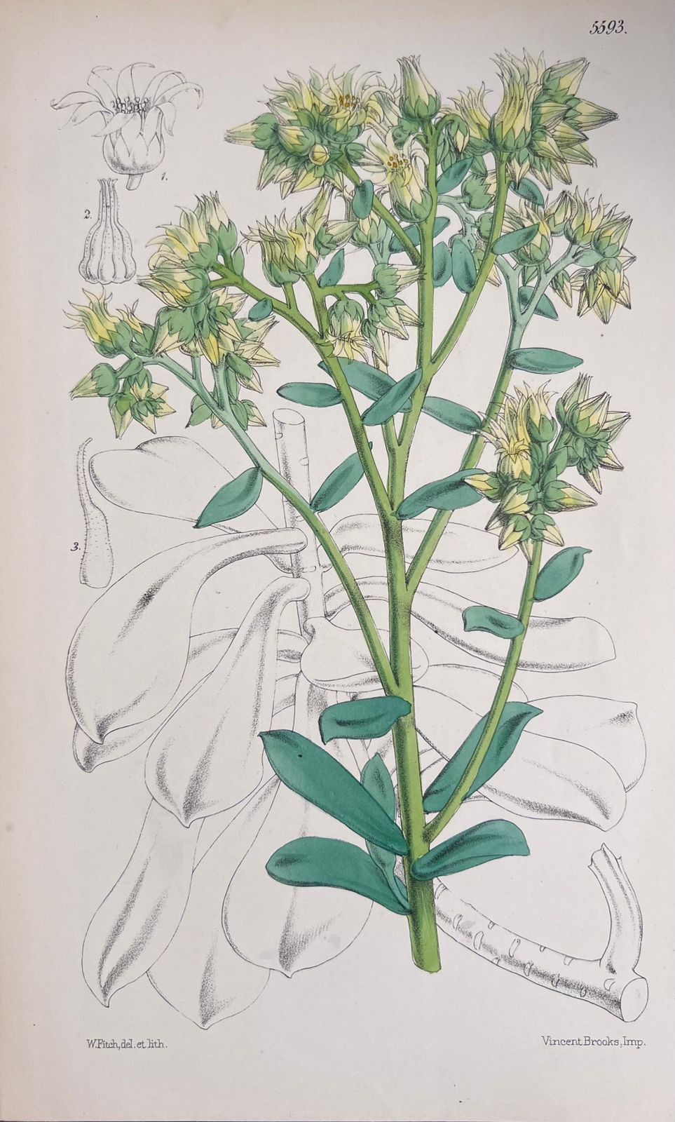 Unknown Set Of Six Fine Antique British Hand Coloured Botanical Prints, Circa 1900's Early Mid 19th Century photo furniture