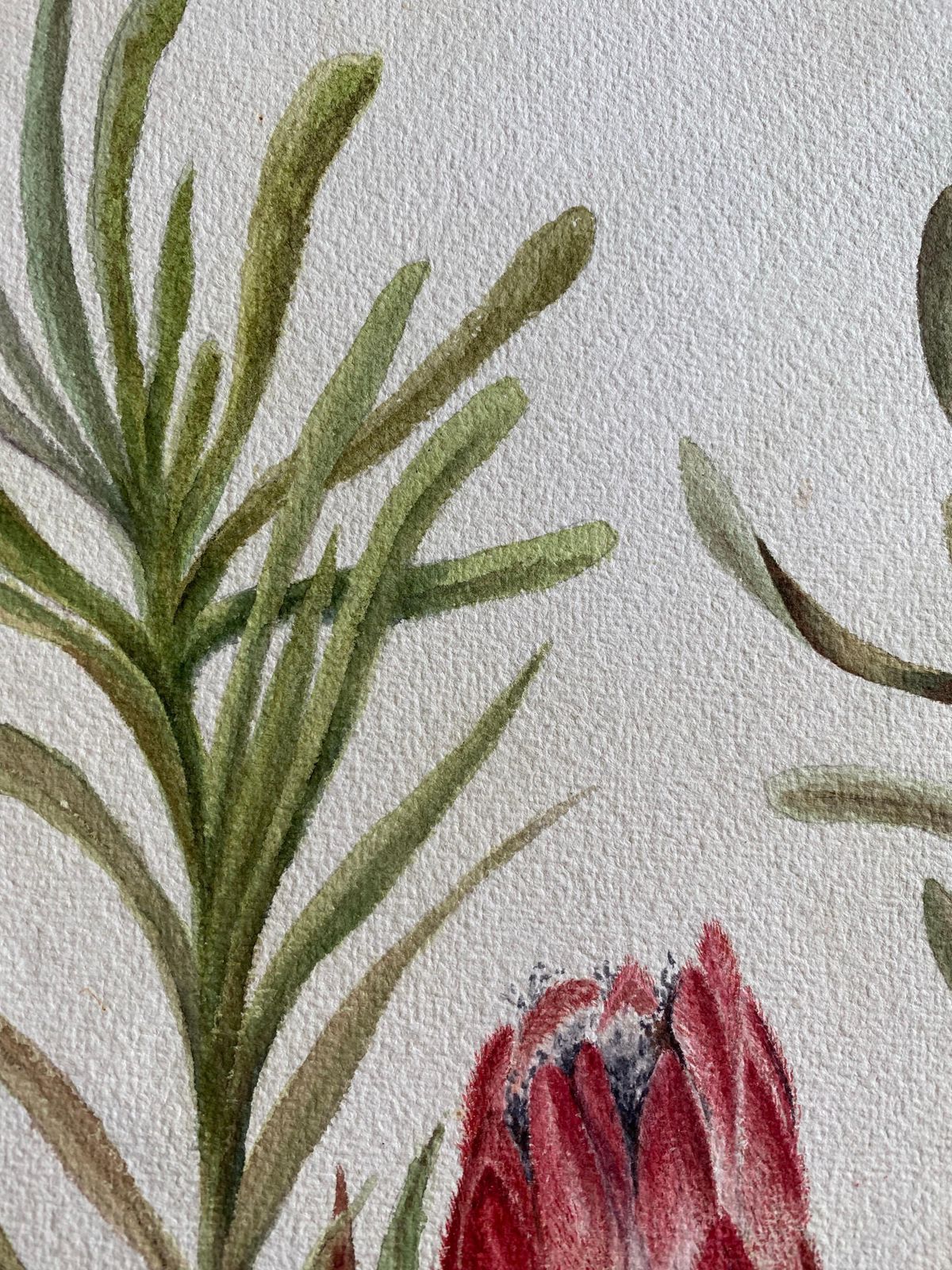 Fine Antique British Botannical Watercolour Painting, Circa 1900's Pink & Green Circa 1900s photo vinterior