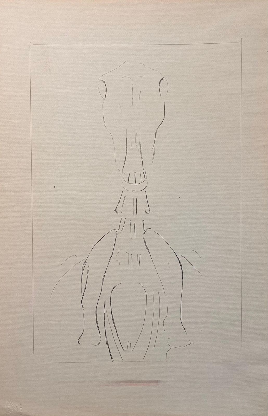 Original French Anatomical Study Of Horse's Skull And Cervical Vertebrae