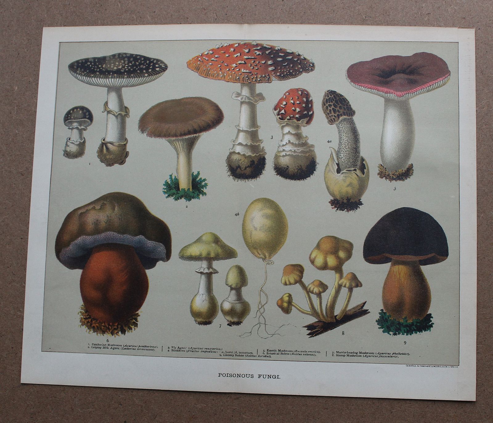 A Set Of Two Fine Lithographs Edible & Poisonous Fungi C1891 photo for sale