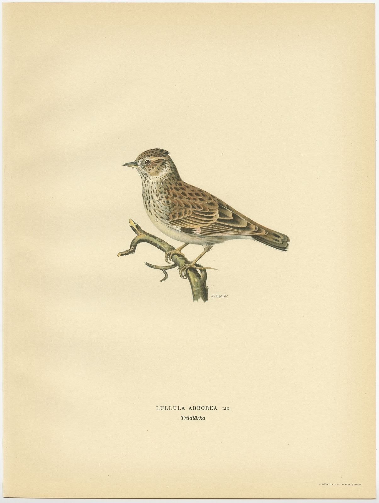 Antique Bird Print Of The Woodlark By Von Wright (1927)