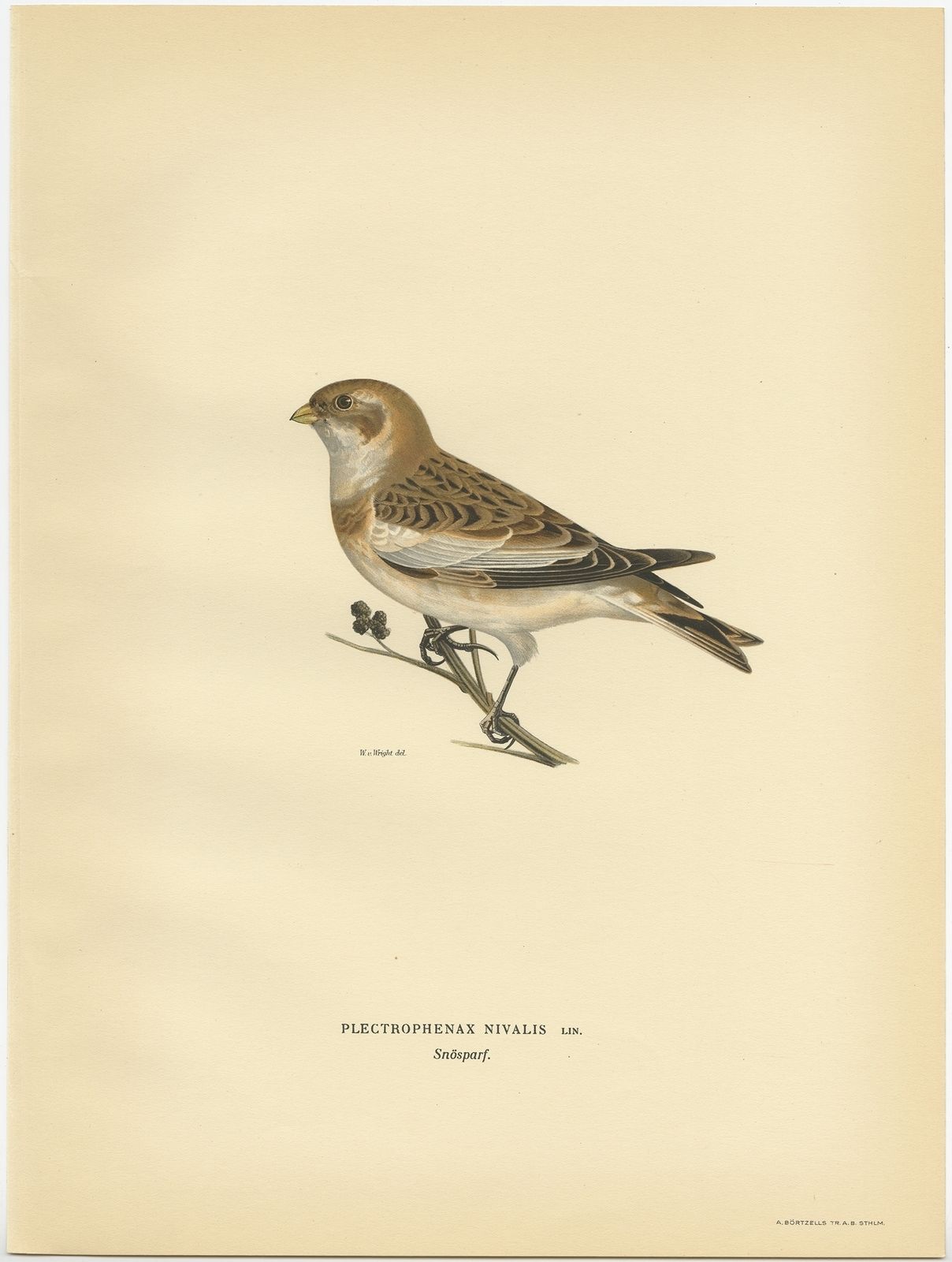 Antique Bird Print Of The Snow Bunting By Von Wright (1927)