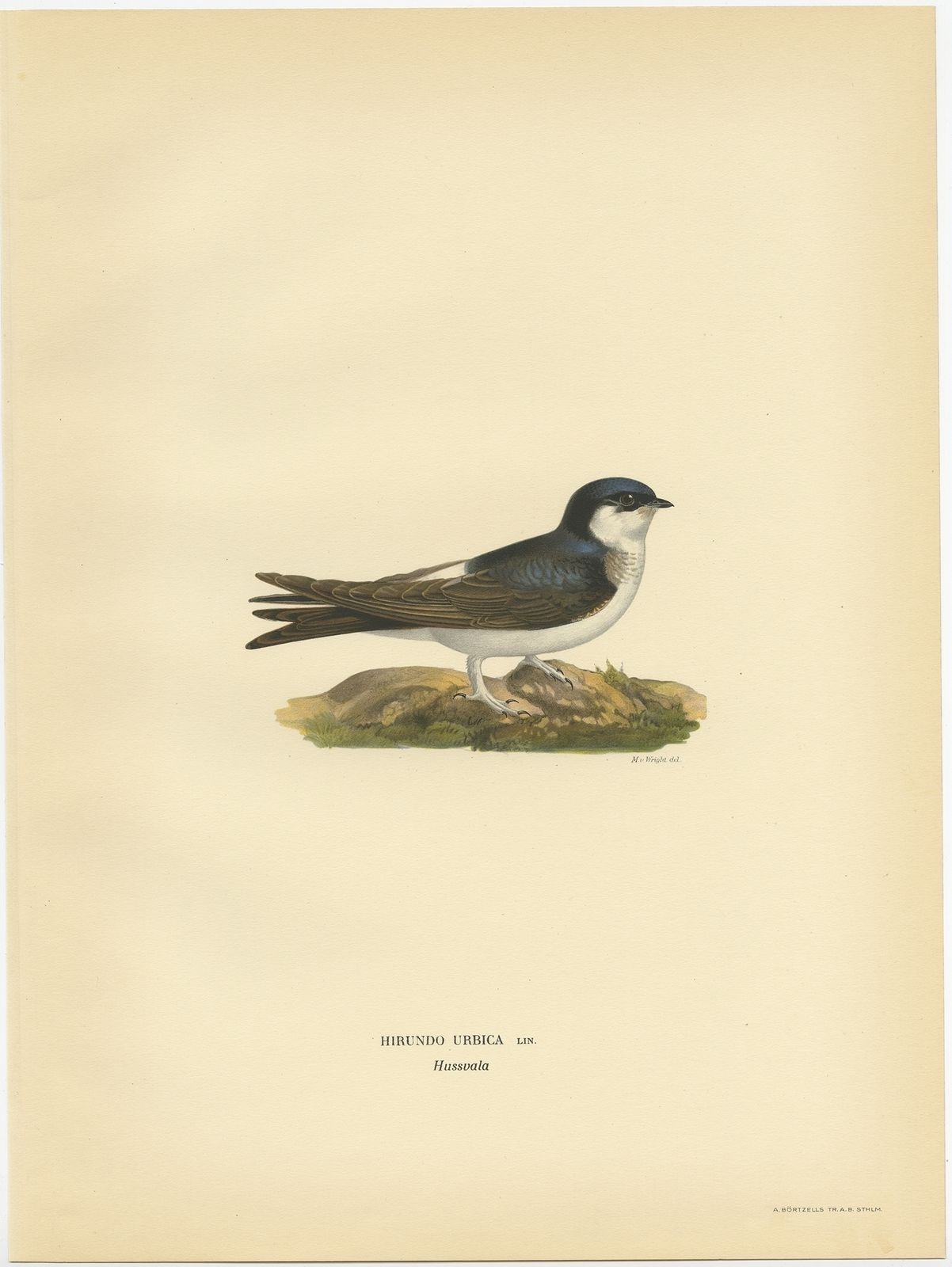 Antique Bird Print Of The Common House Martin By Von Wright (1927)