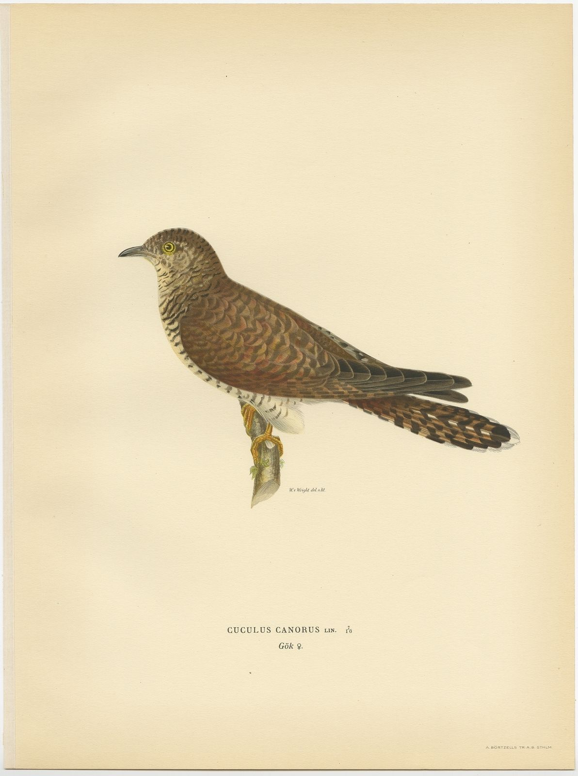 Antique Bird Print Of A Female Common Cuckoo By Von Wright (1927)
