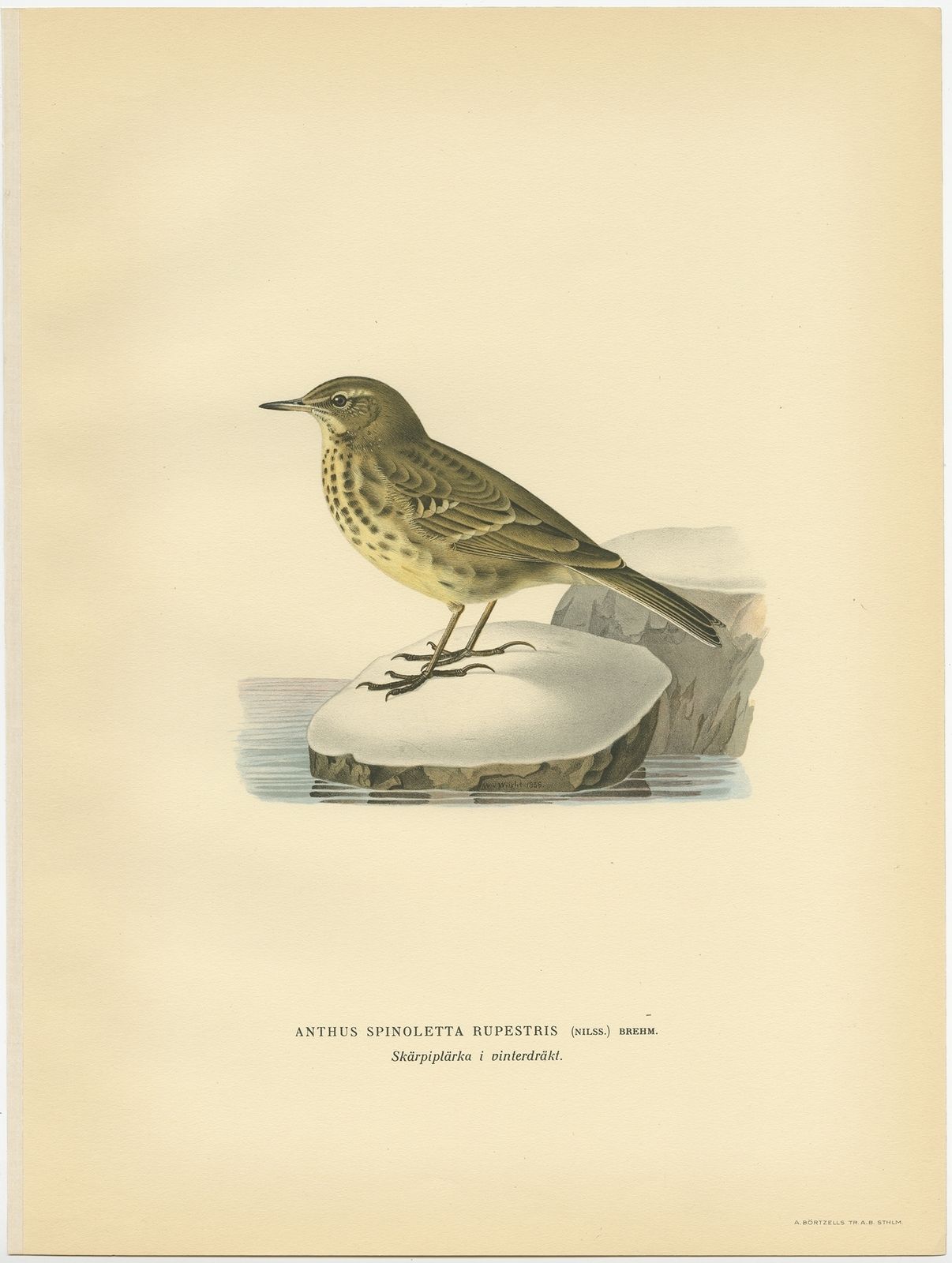 Antique Bird Print Of The Water Pipit By Von Wright (1927)