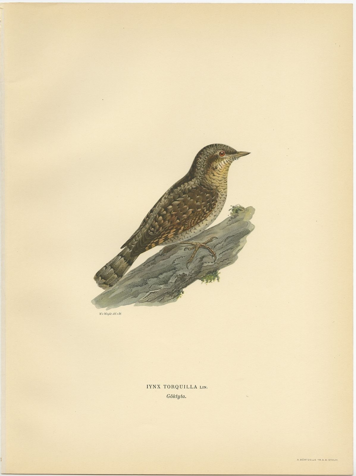 Antique Bird Print Of The Eurasian Wryneck By Von Wright (1927)