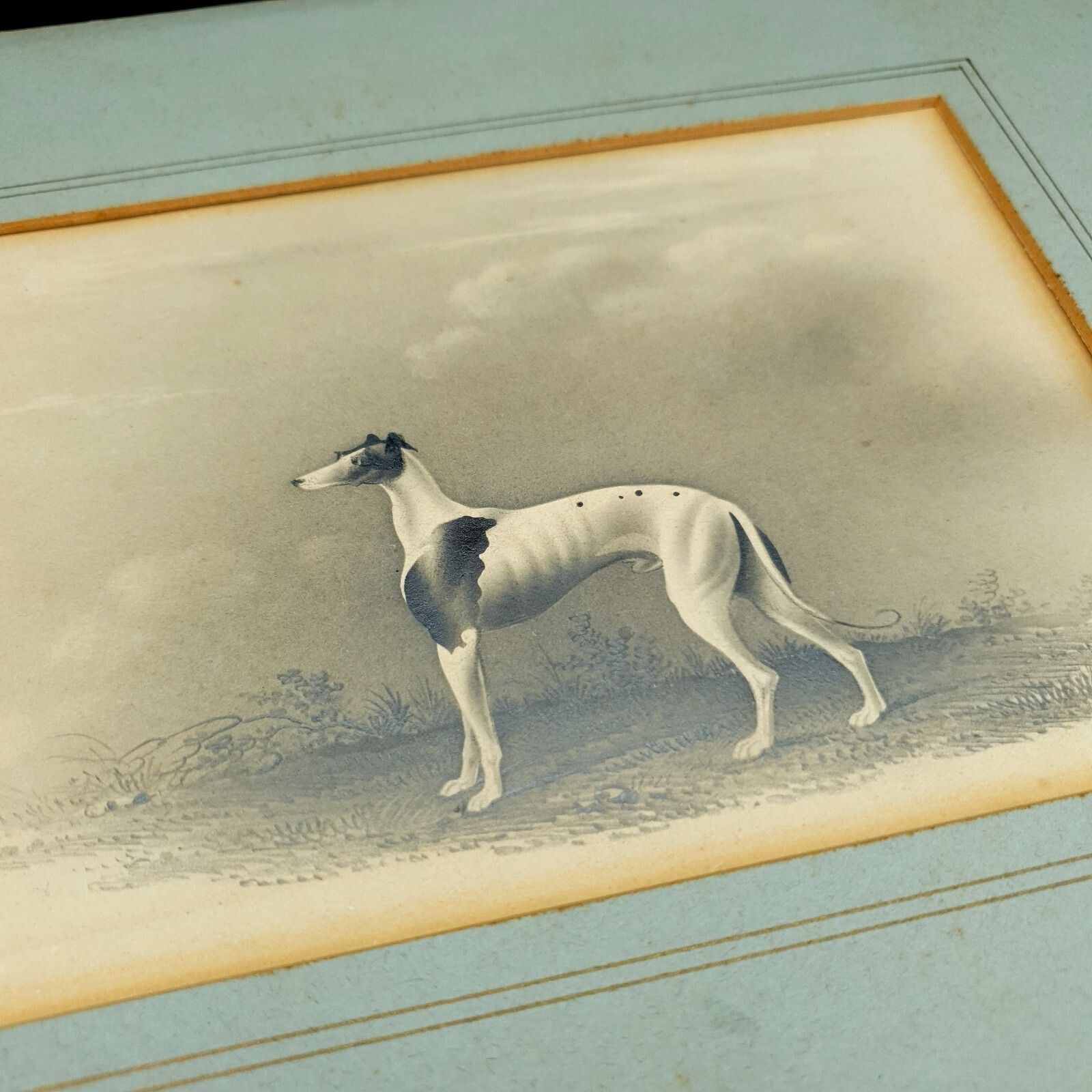 Early 19thc Original Greyhound Drawing On Card C1800–1830 British Sporting Art photo buy
