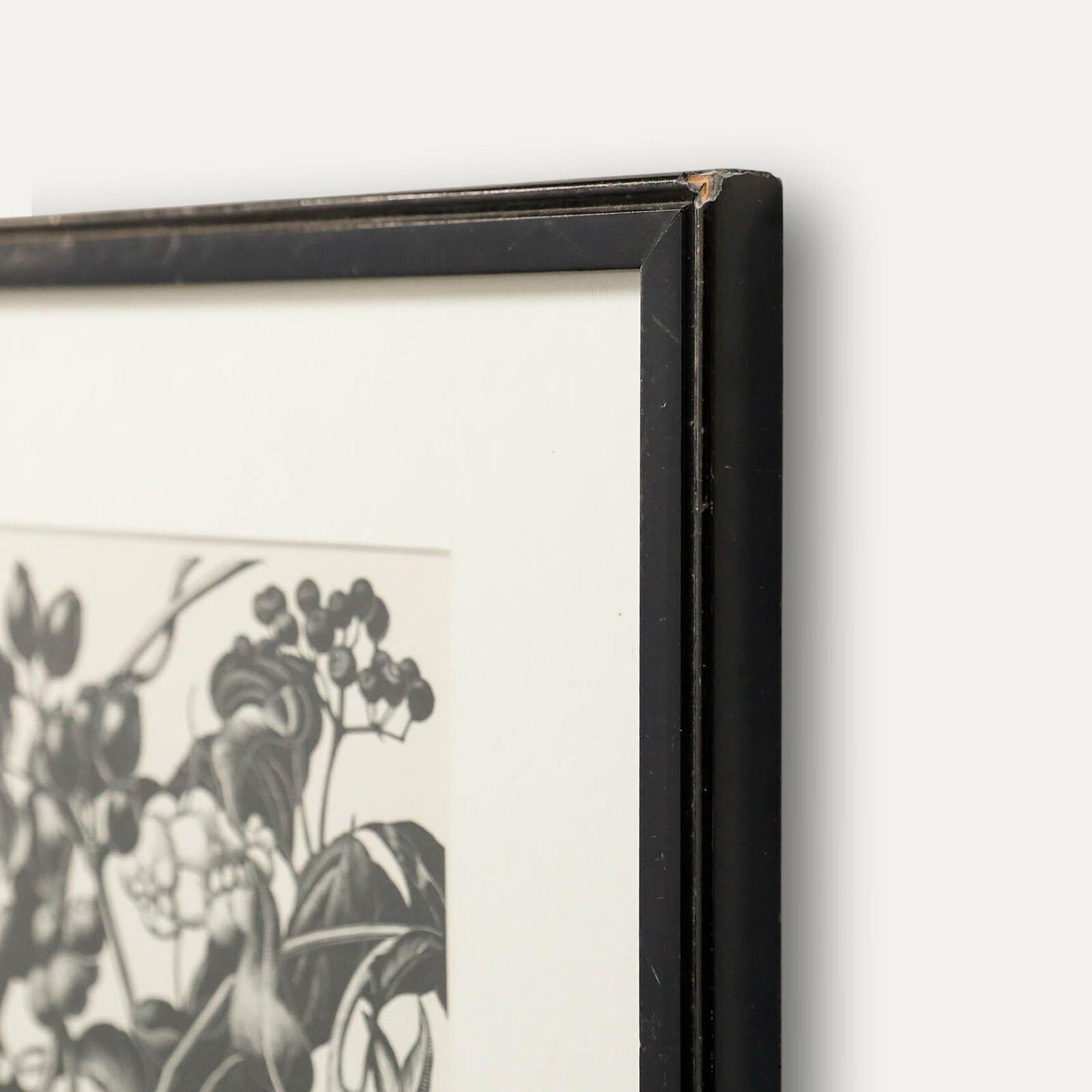 Clare Leighton (1898 1989) Mid 20th Century Woodcut, Berries photo 225.0