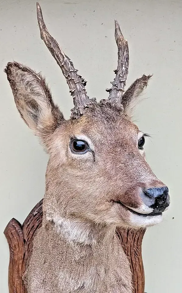 Good Taxidermy Roebuck On Carved Oak Shield photo vinterior