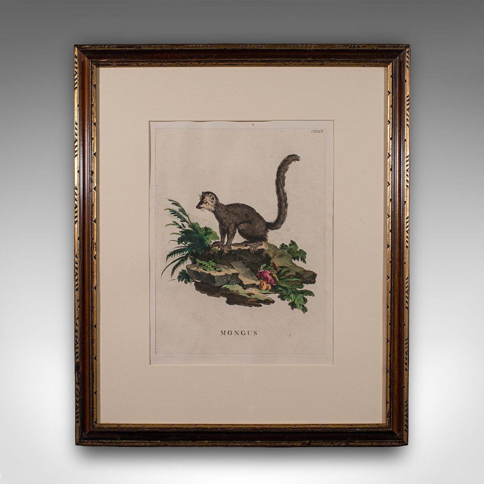 Pair Of Antique Animal Portraits, French, Framed Pictures, Natural Art, Georgian photo for sale