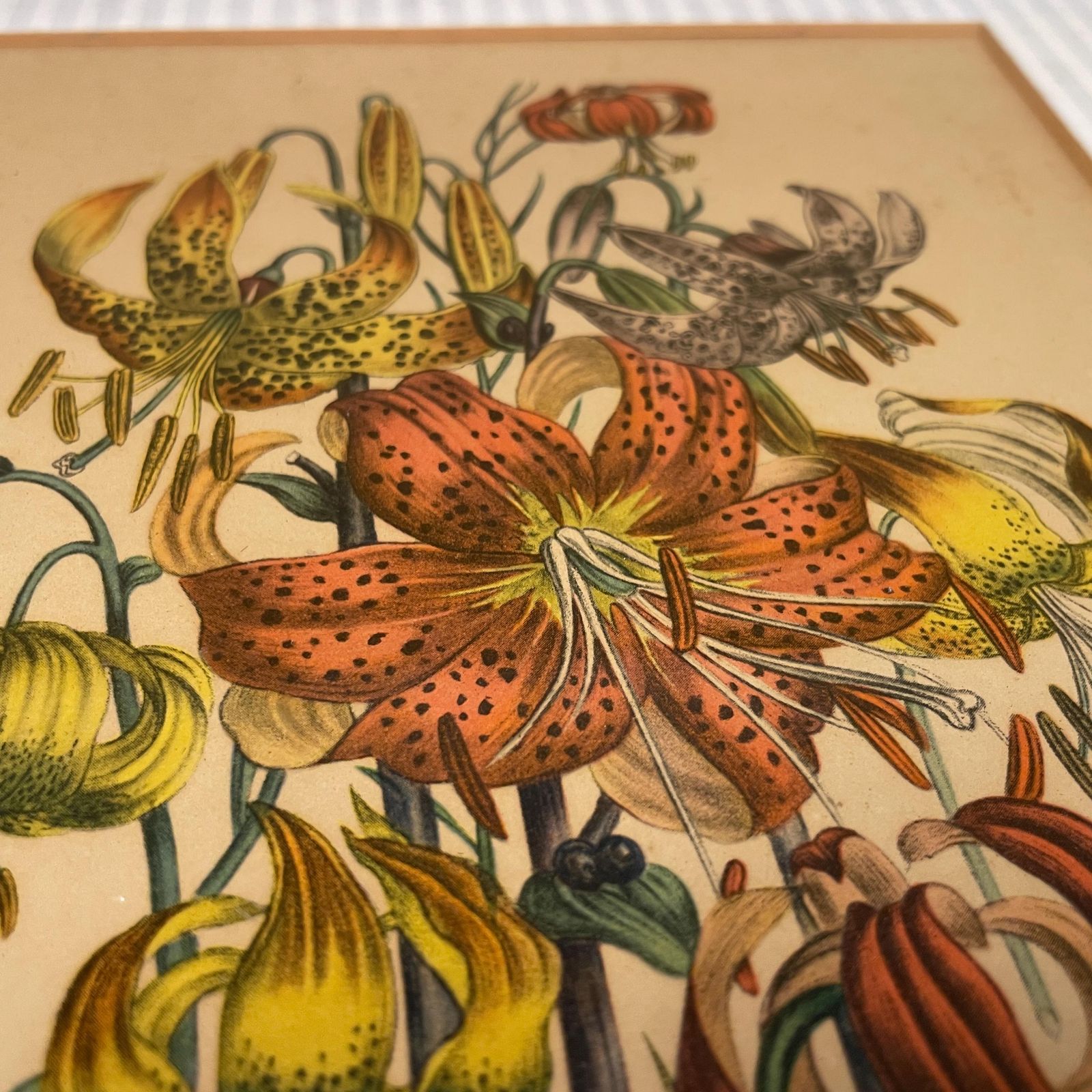 Antique Botanical Lily Print Framed Victorian Chromolithograph Floral Wall Art Picture Bulbous Plants: A Garland Of Lilies Wooden Frame photo vintage