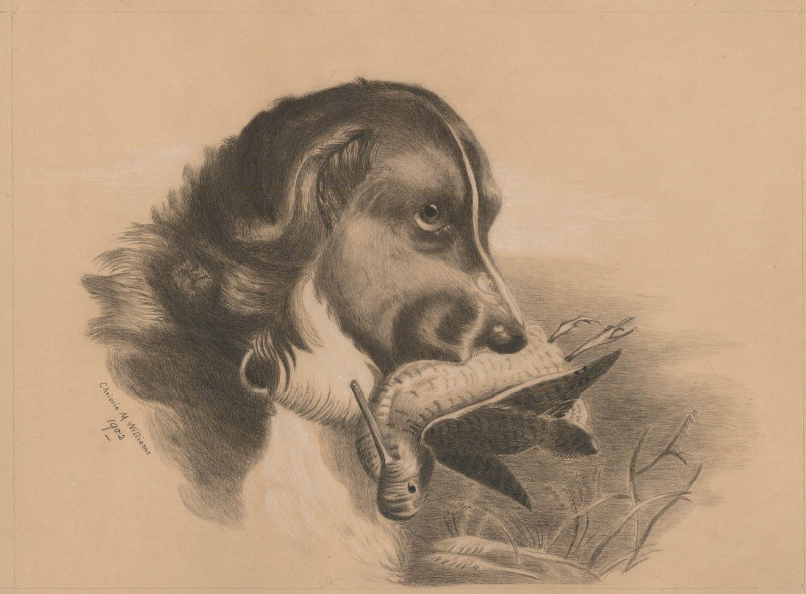 Chrissie M. Williams 1902 Coloured Pencil, Dog With A Bird