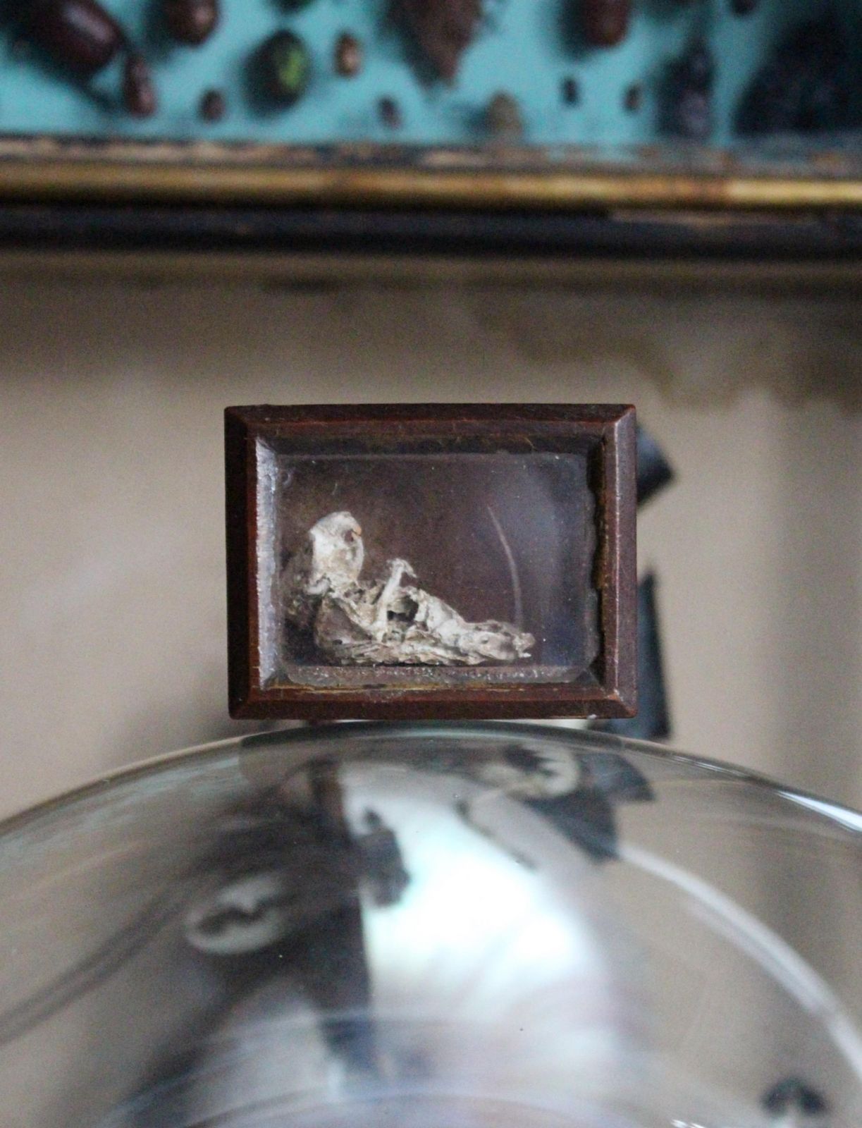 19th C Mouse Curiosity Cavendish Tomb Taxidermy William Bentinck Prime Minister photo for sale