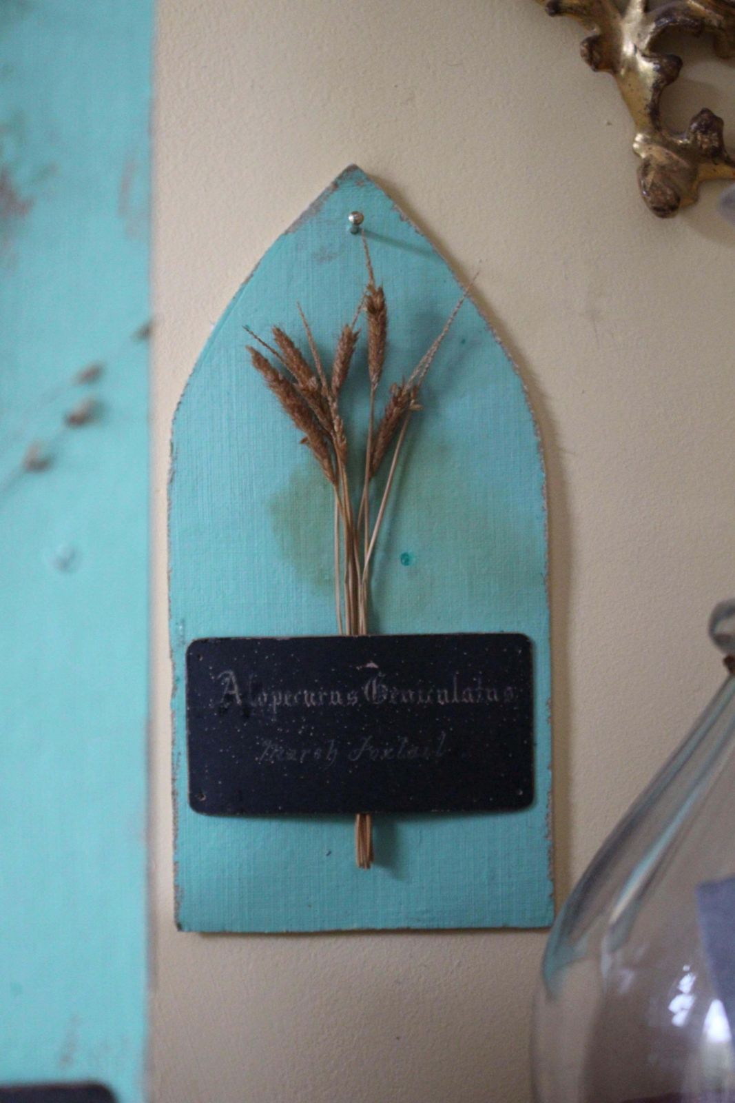 Collection Of 47 19th Century Dried Grass & Wheat Specimens Herbarium Botanical photo vinterior