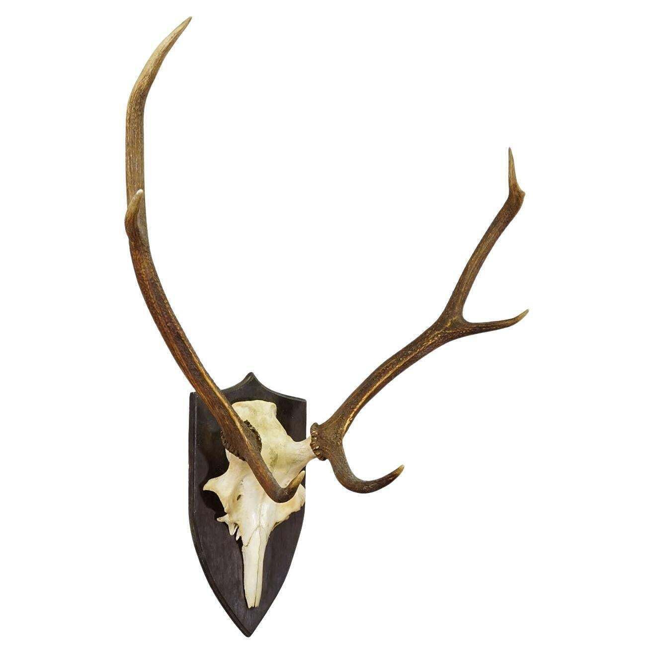 Large Black Forest Red Deer Trophy On Turned Plaque   Germany 1935