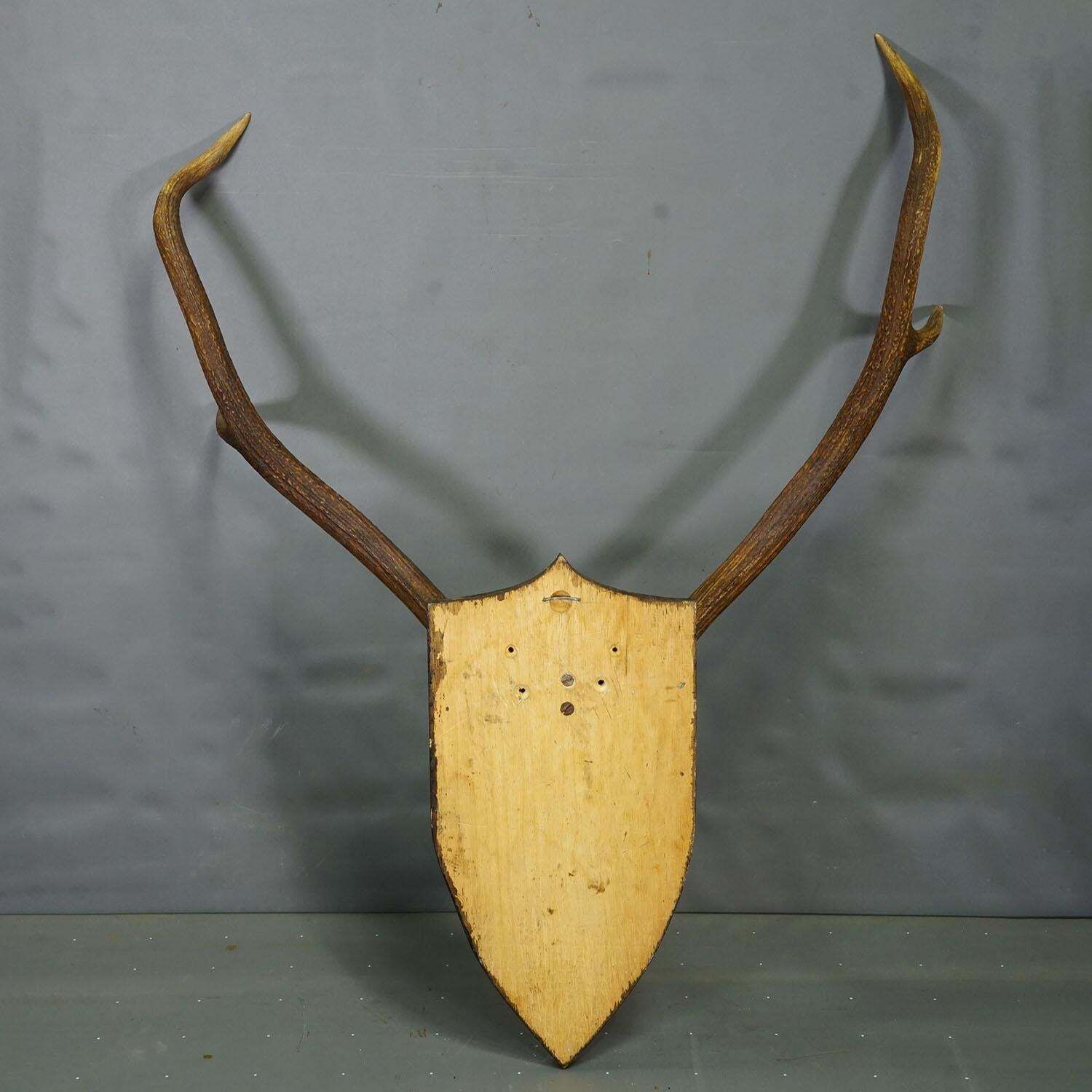 Large Black Forest Red Deer Trophy On Turned Plaque   Germany 1935 photo 507.0
