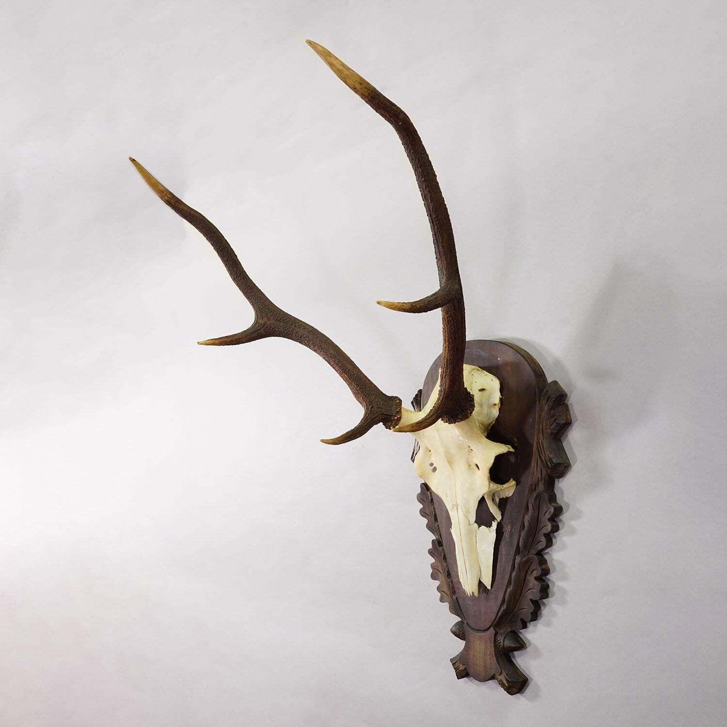 Large Black Forest Red Deer Trophy On Carved Plaque   Germany 1930 photo for sale