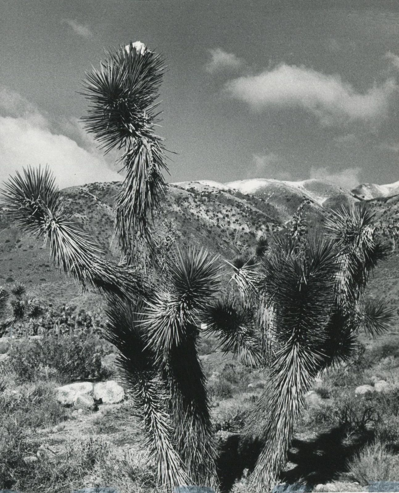 Erich Andresmojave Desert, California, Black And White, USA 1960s, 16.0 X 23, 7 Cm1960s photo for sale